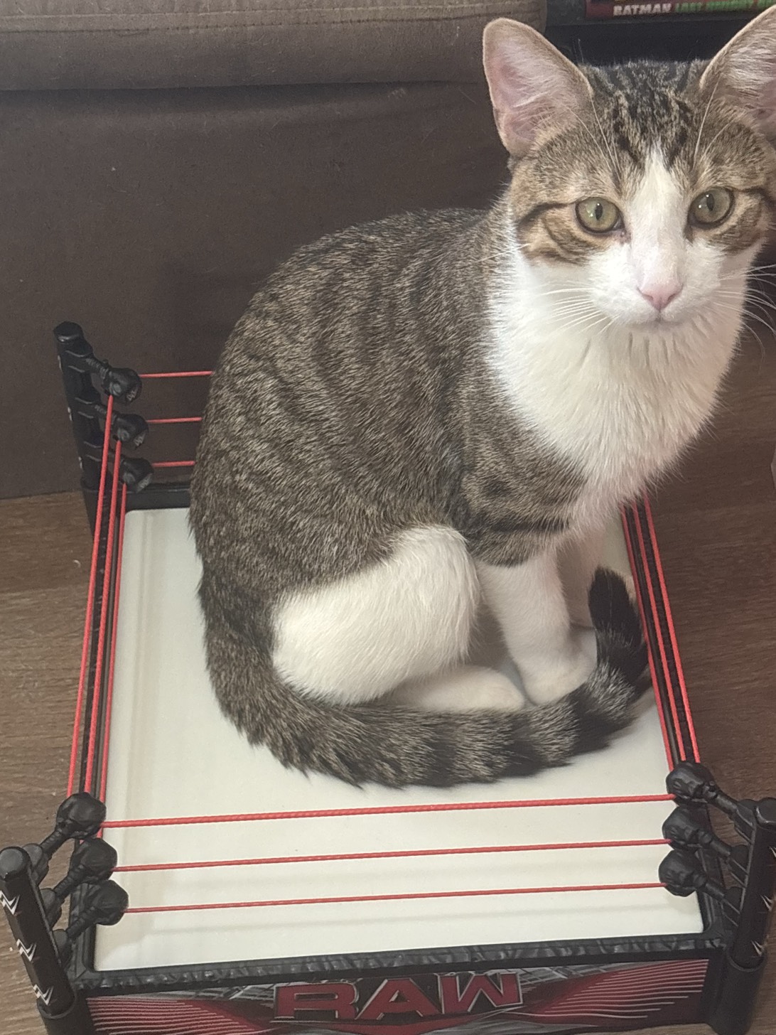 Milo, a cat found on Chonk Finder
