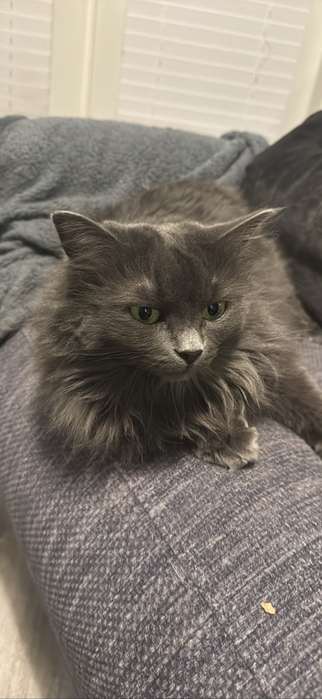 Princess Mew Mew, a cat found on Chonk Finder