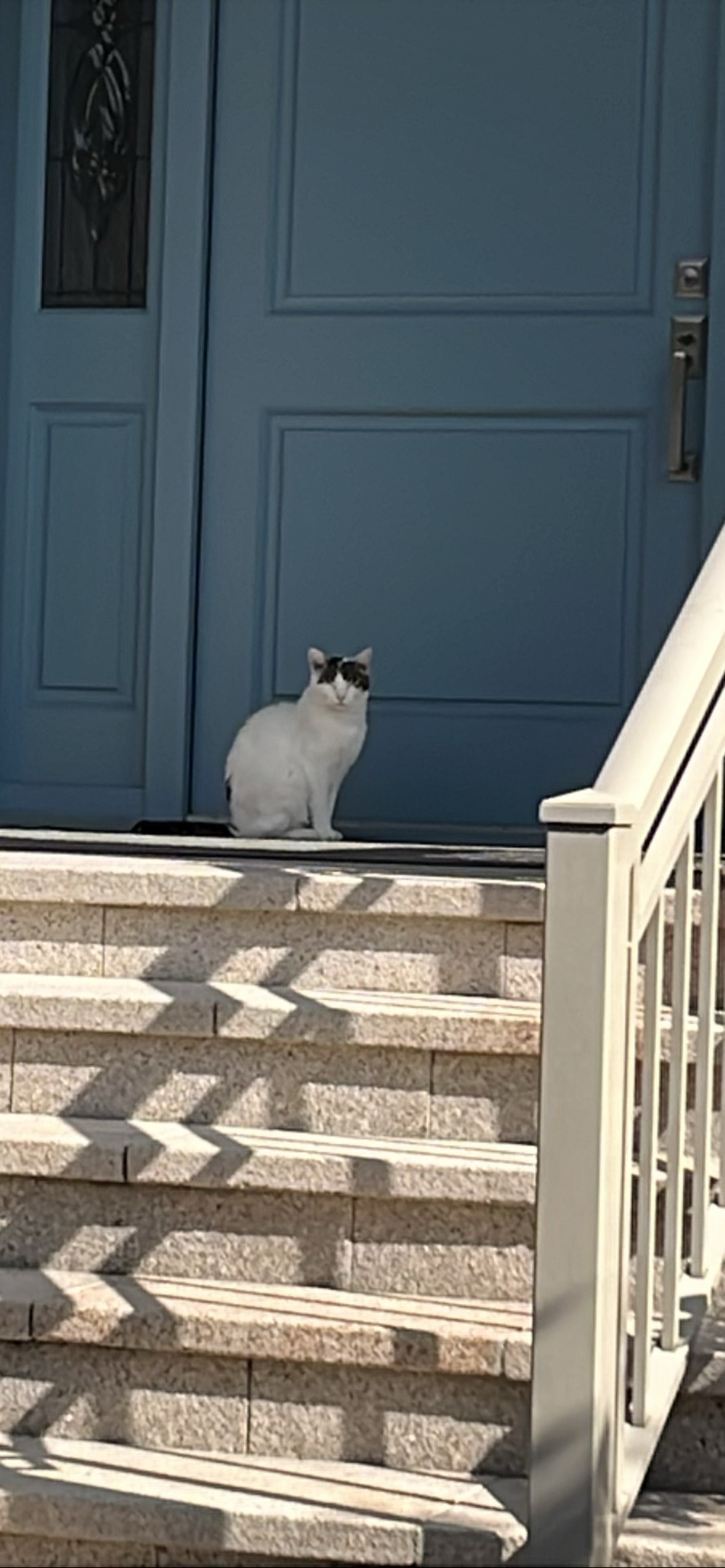 Doorman, a cat found on Chonk Finder