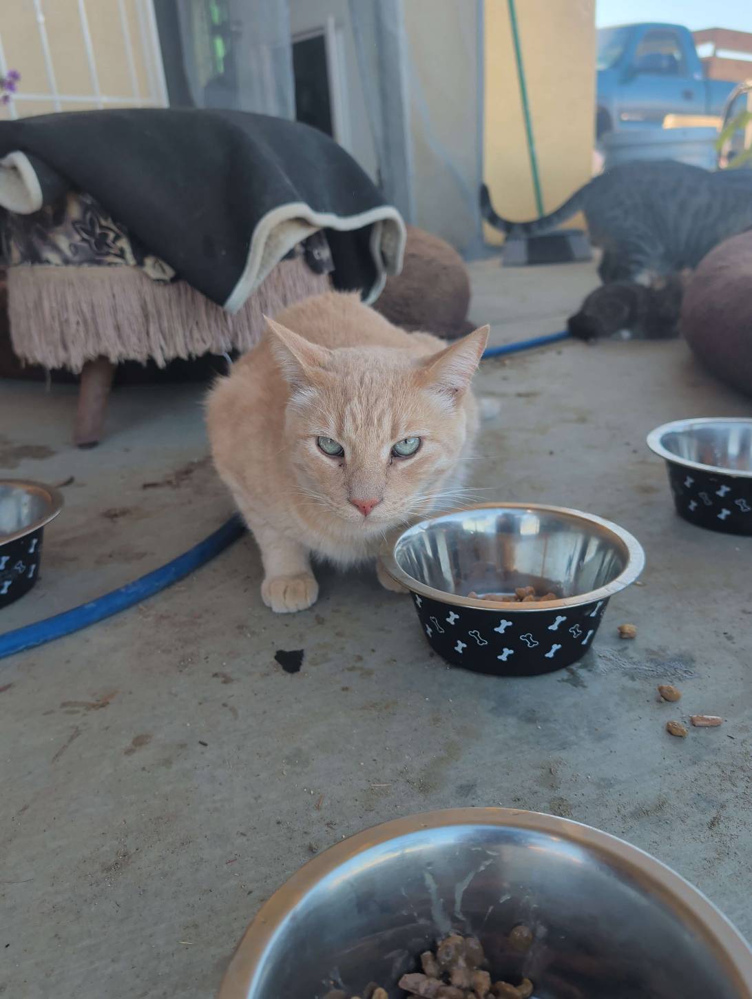 Butters, a cat found on Chonk Finder