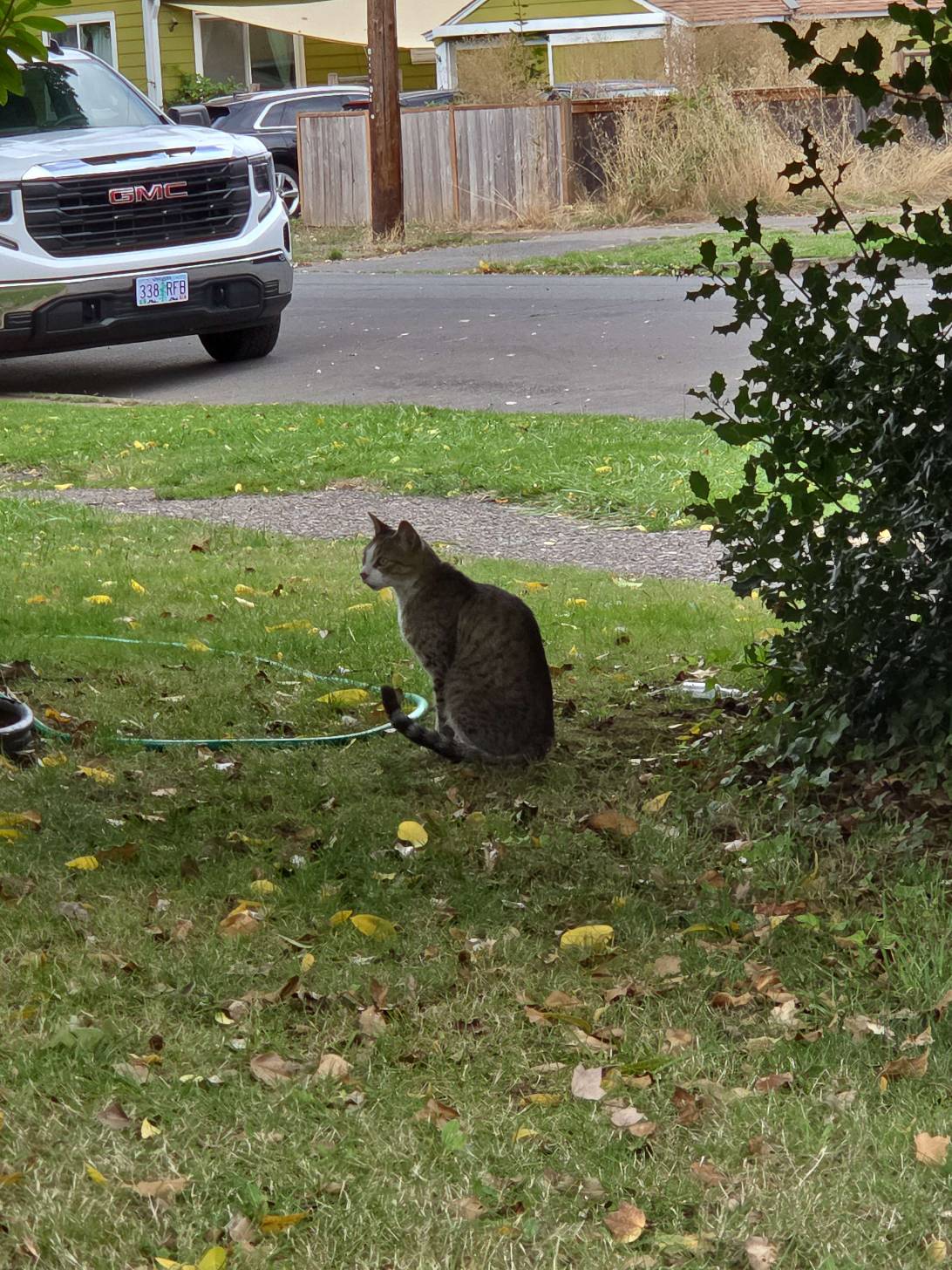 Oak, a cat found on Chonk Finder