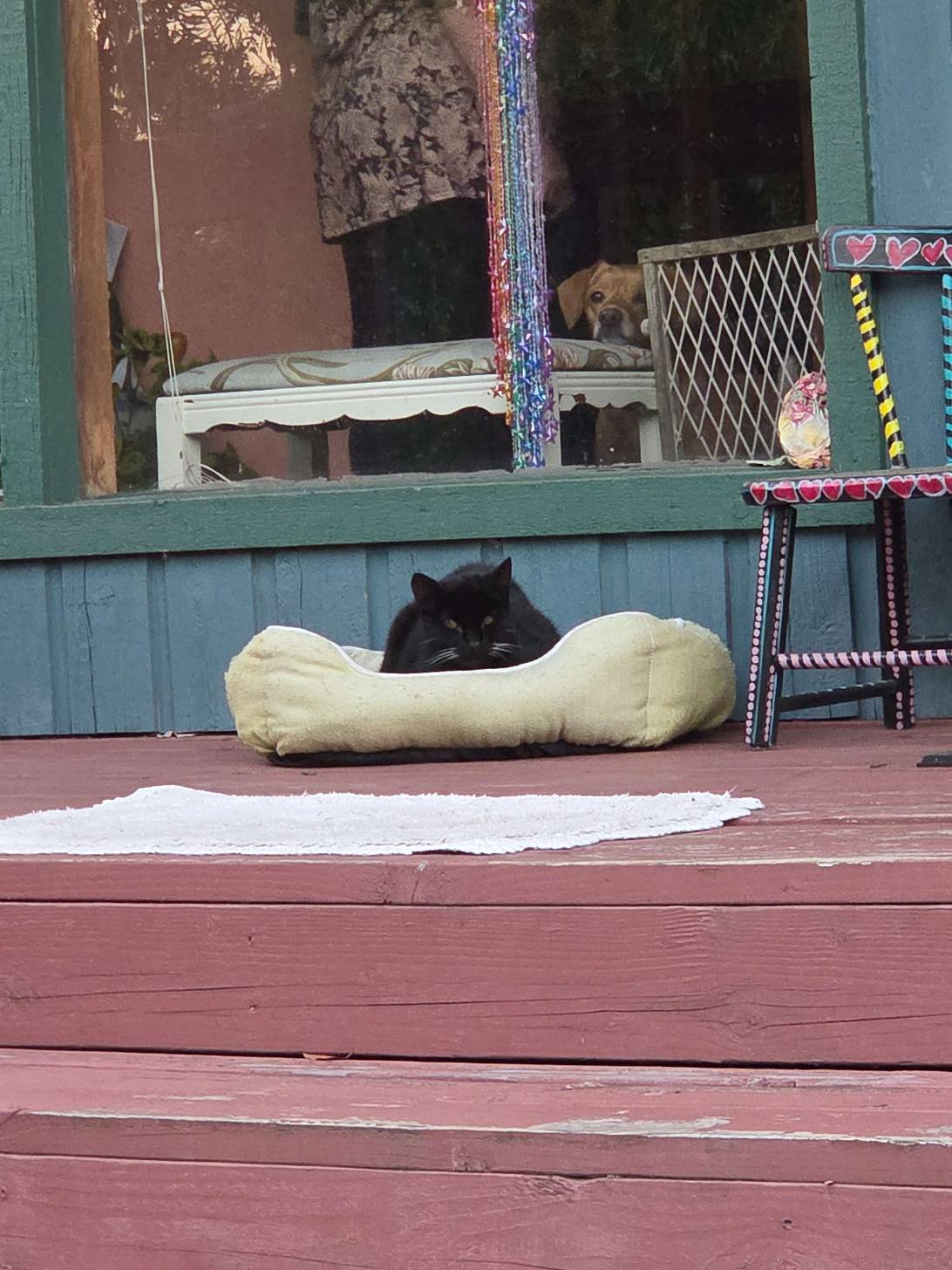Luna, a cat found on Chonk Finder
