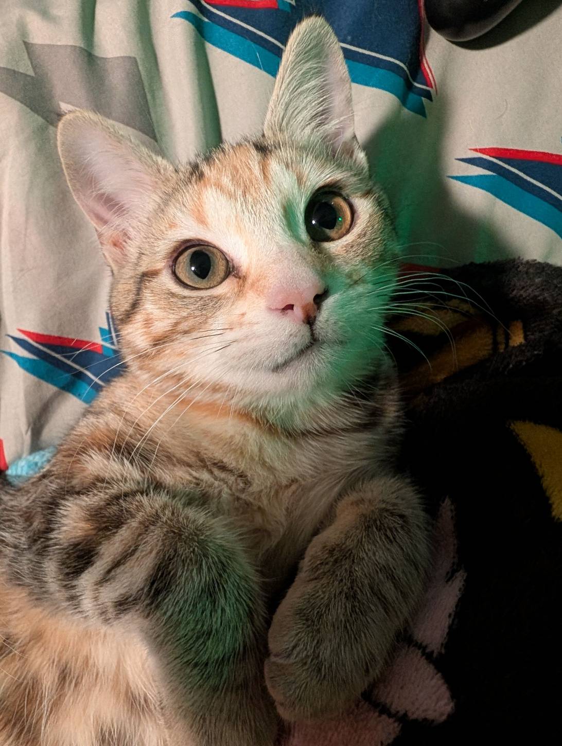 Bulma, a cat found on Chonk Finder