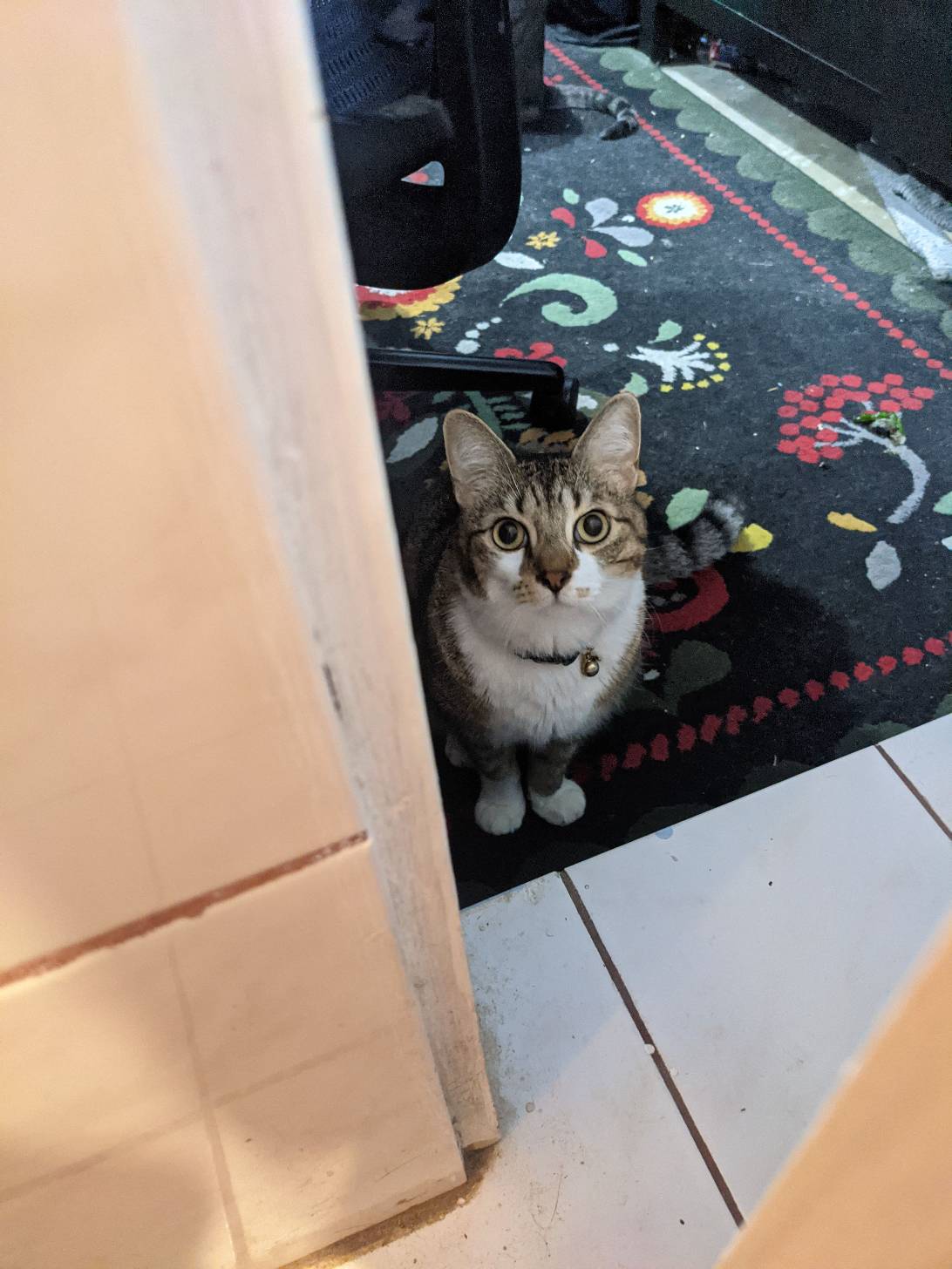 Tobias, a cat found on Chonk Finder