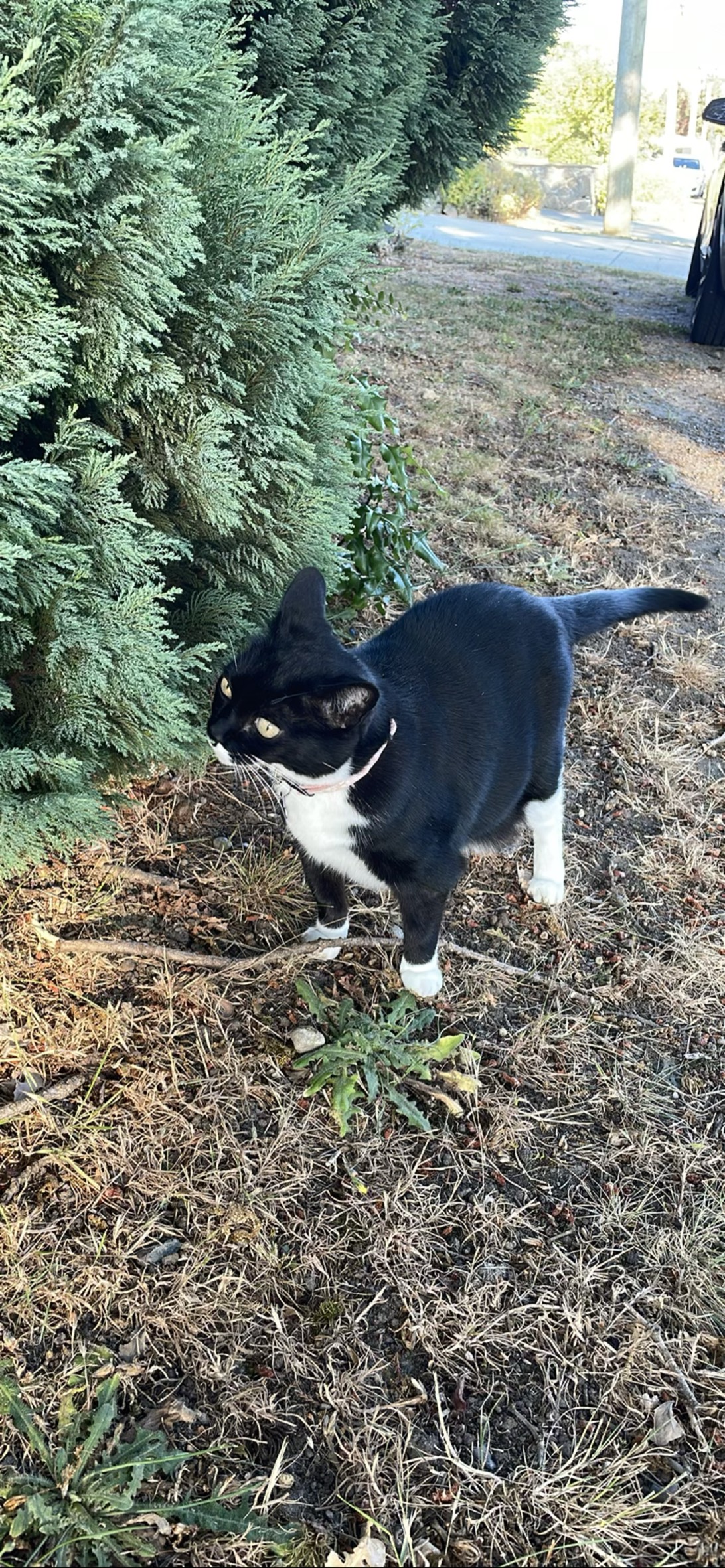 Pretty Girl, a cat found on Chonk Finder