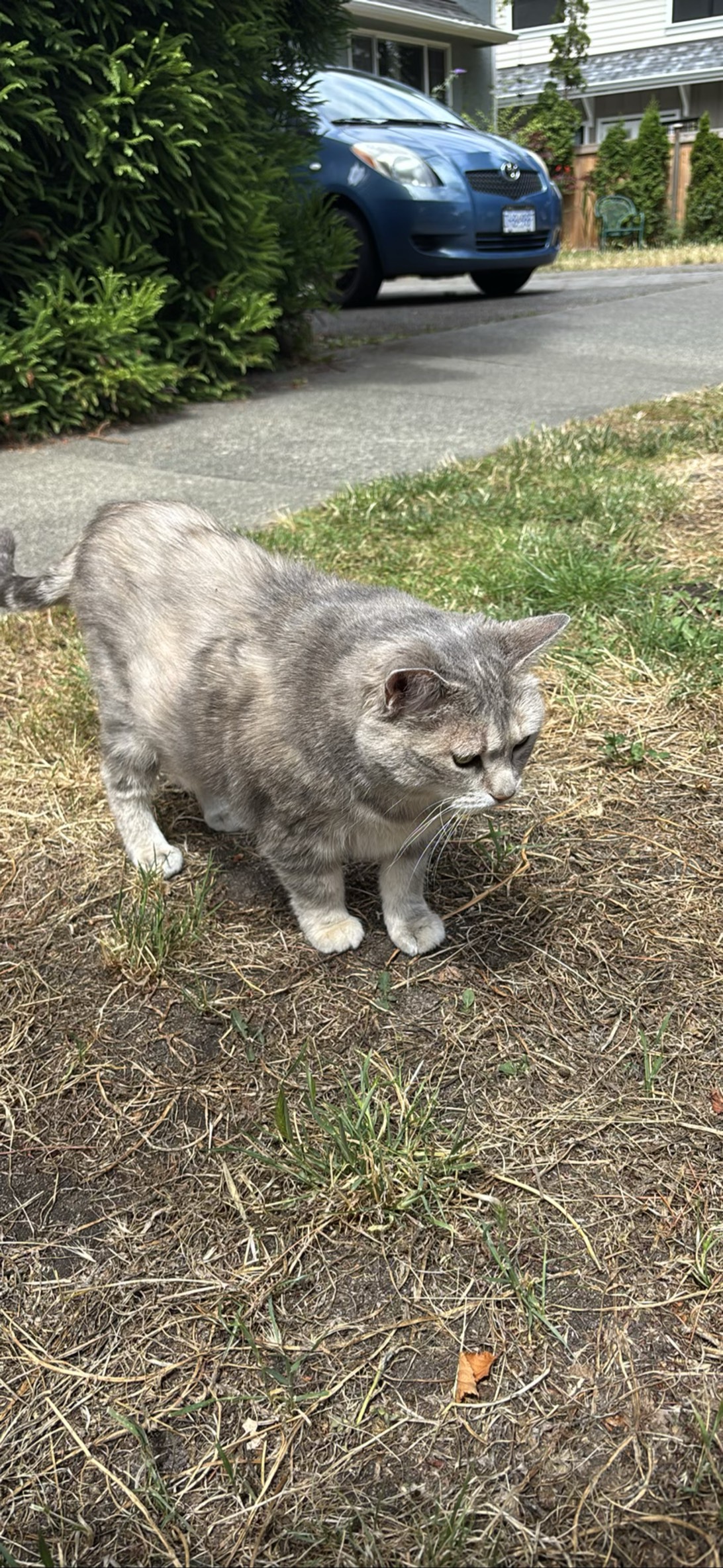Dougal, a cat found on Chonk Finder