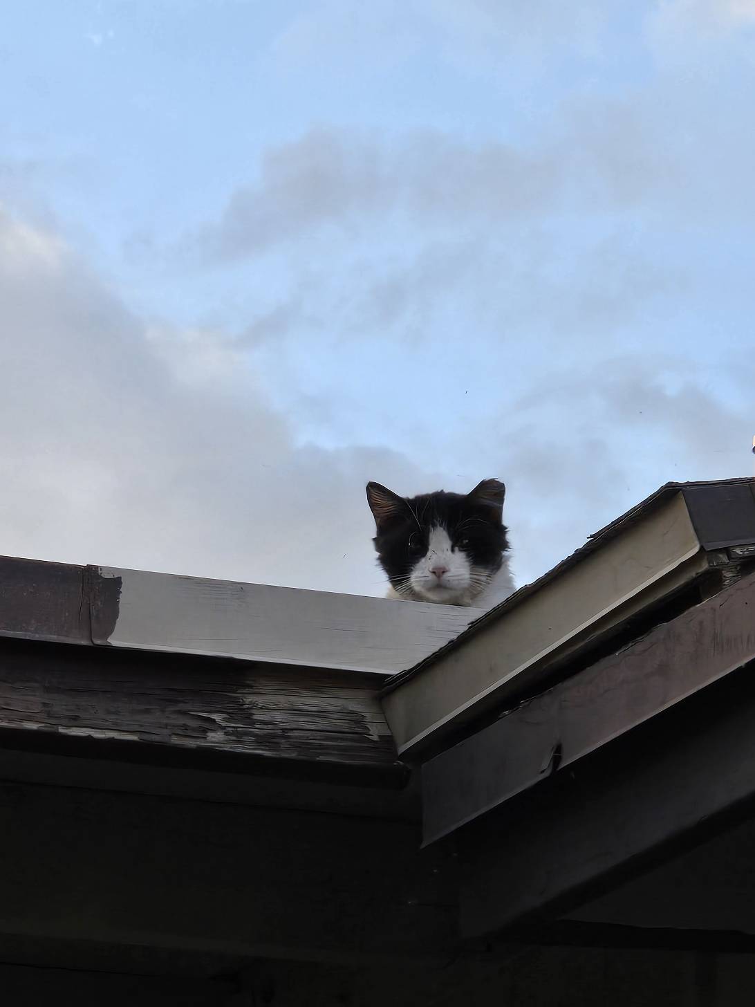 Newton, a cat found on Chonk Finder