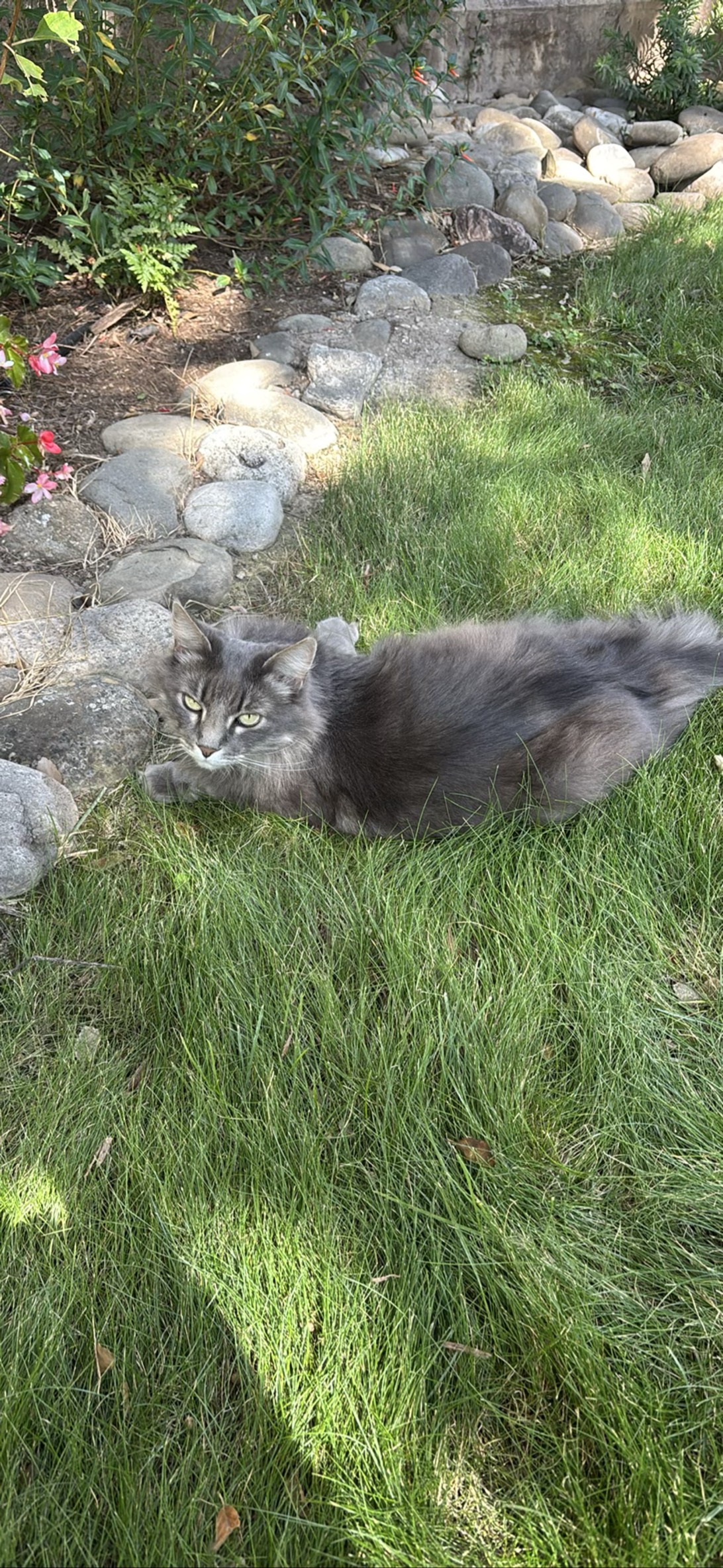Moewbec, a cat found on Chonk Finder