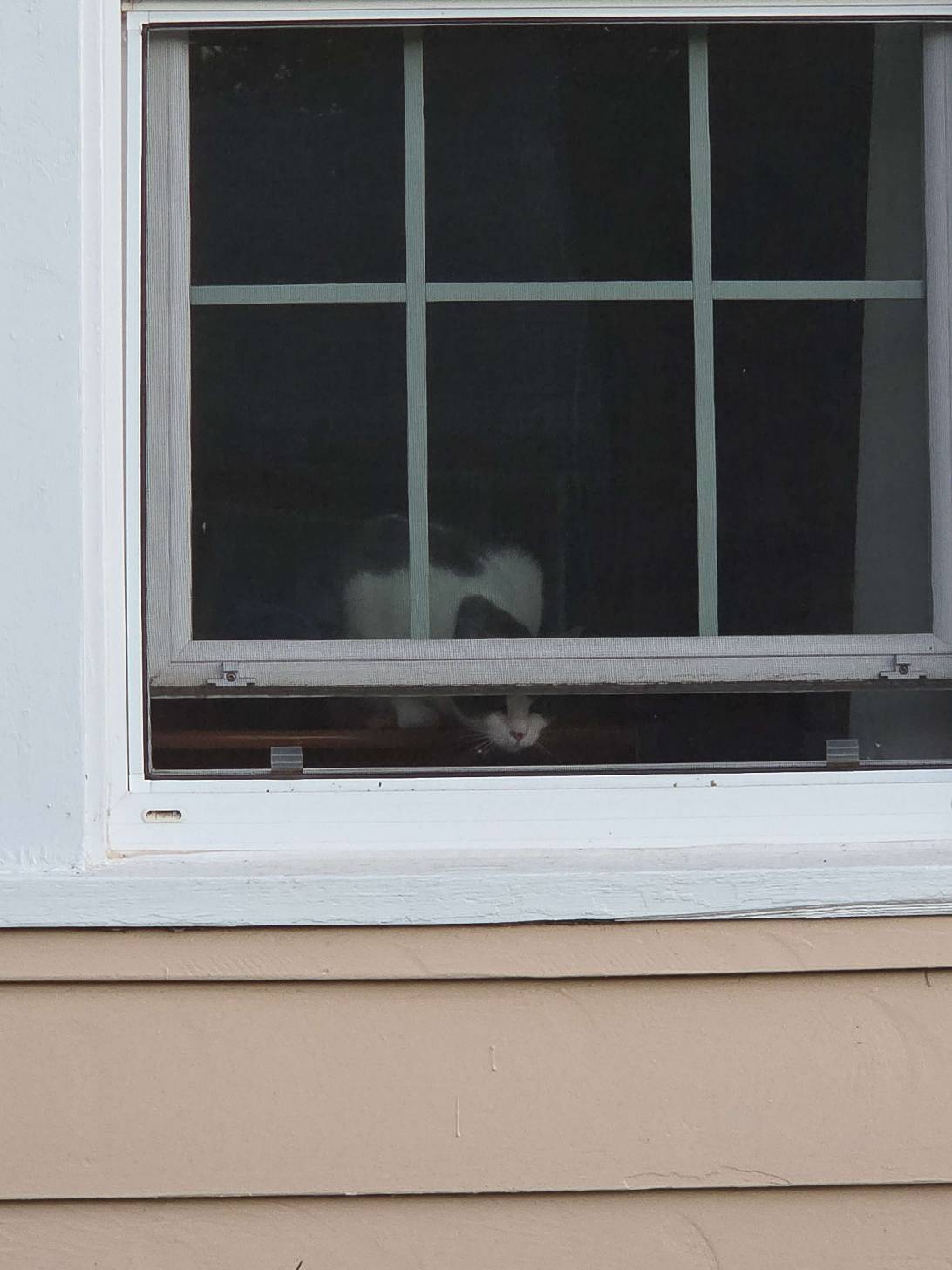 Pookie, a cat found on Chonk Finder