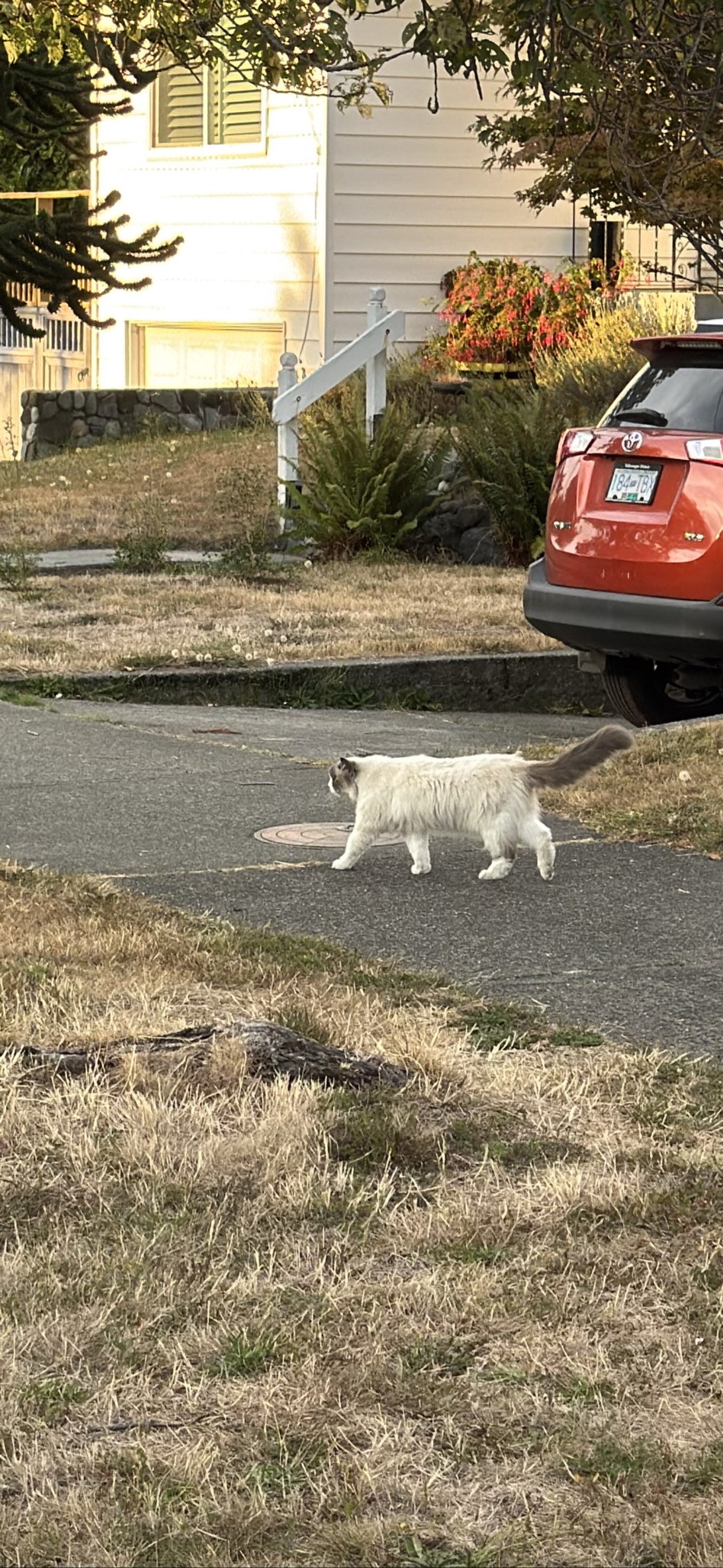 Cry baby 2, a cat found on Chonk Finder