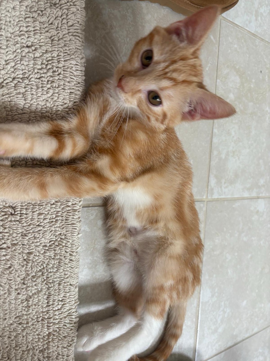 Sully, a cat found on Chonk Finder