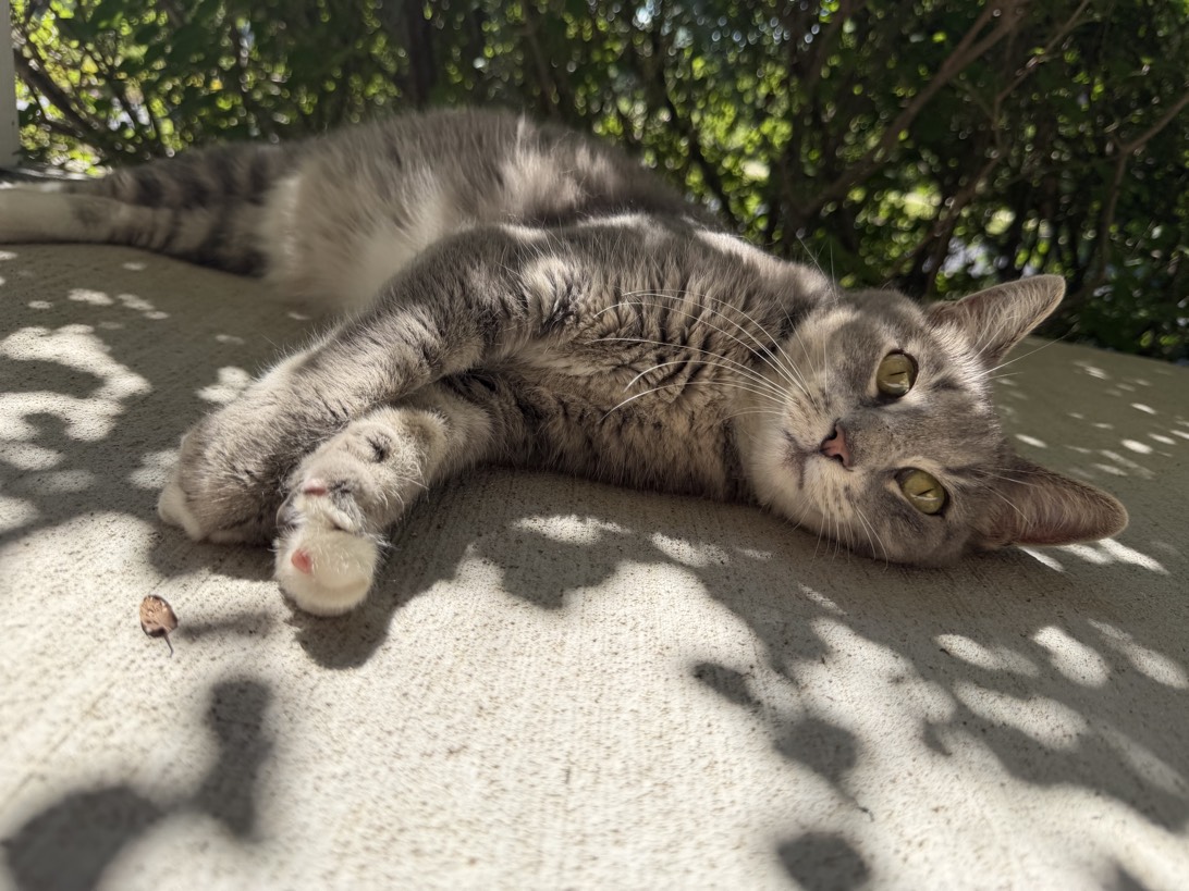 Biddy, a cat found on Chonk Finder