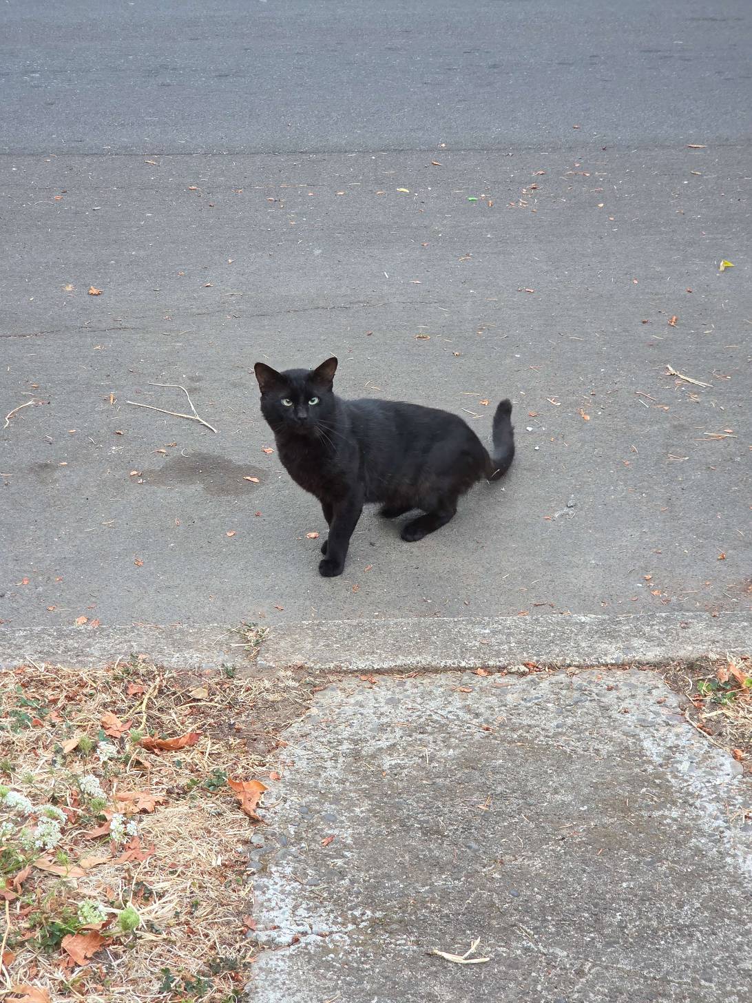 this cat, a cat found on Chonk Finder