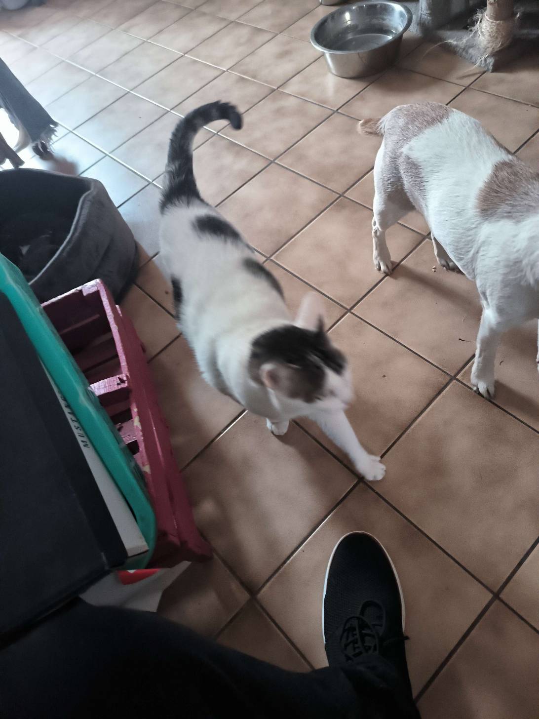 Zemmour, a cat found on Chonk Finder