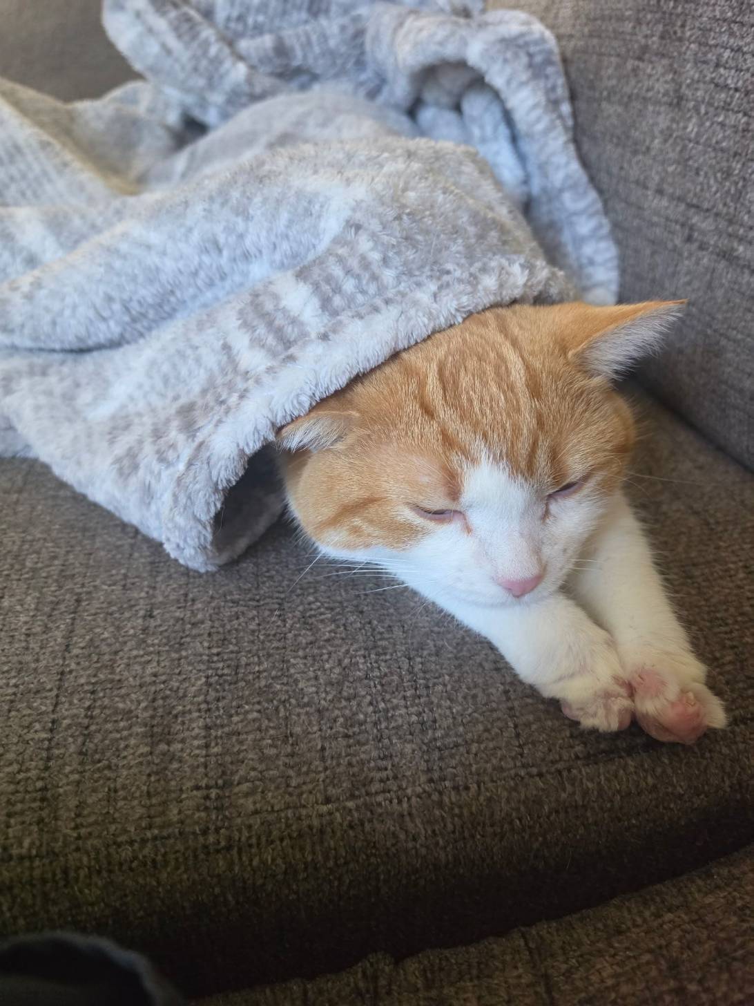Bean, a cat found on Chonk Finder