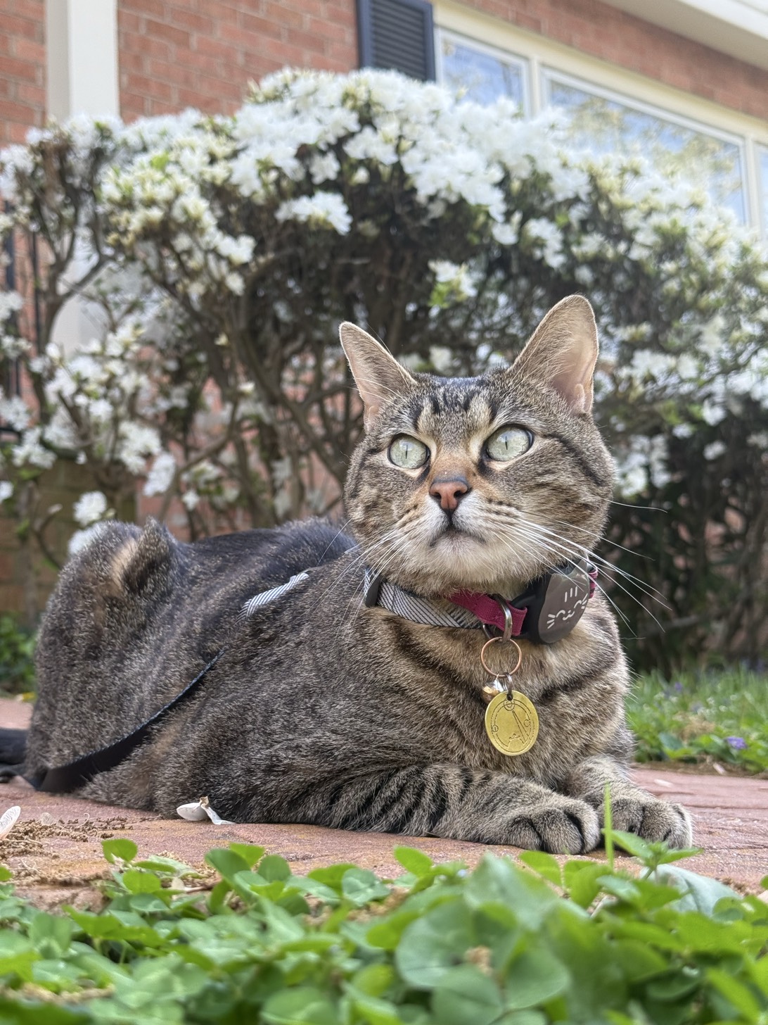 Roxie, a cat found on Chonk Finder
