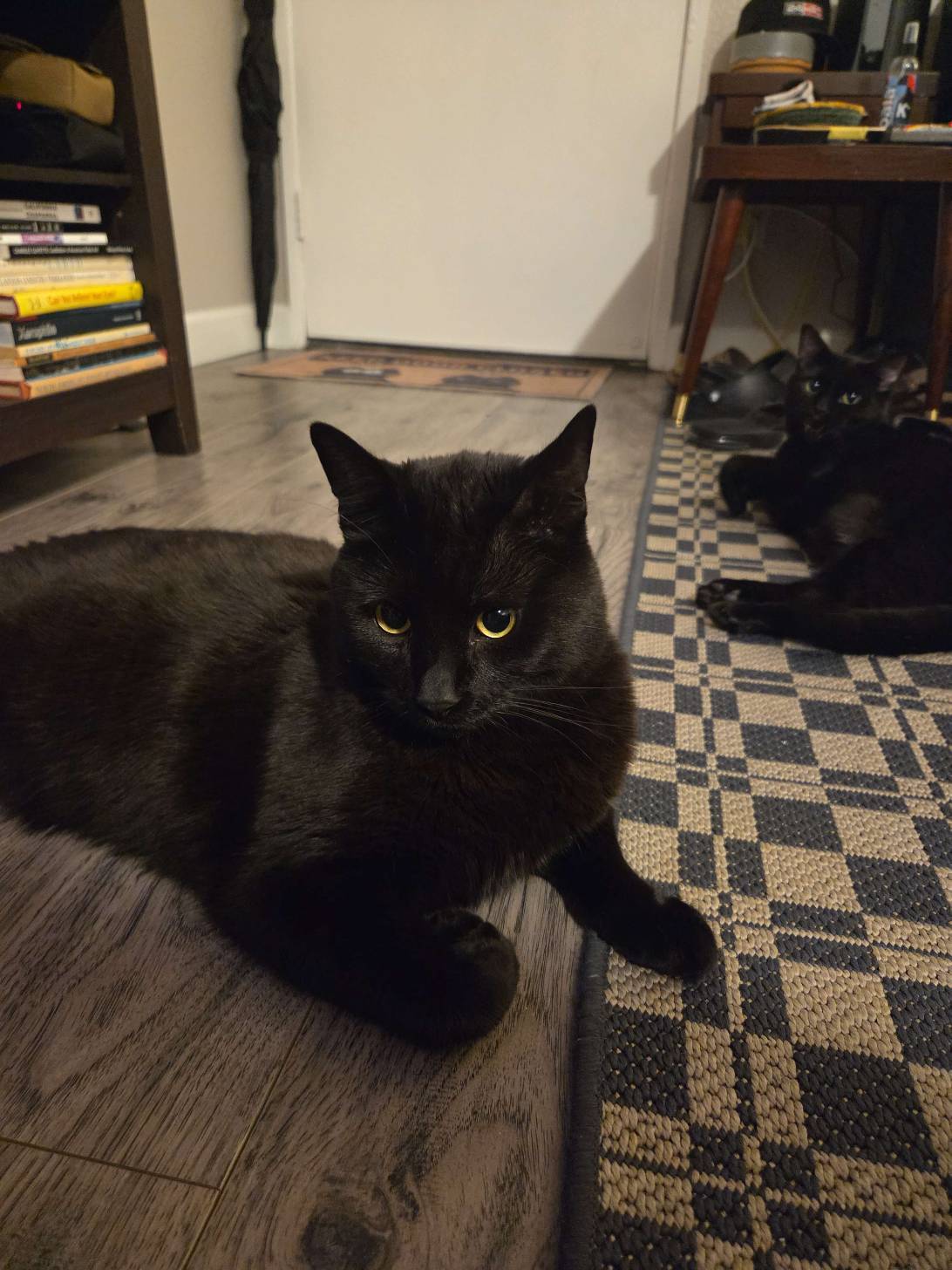 Cornelius, a cat found on Chonk Finder
