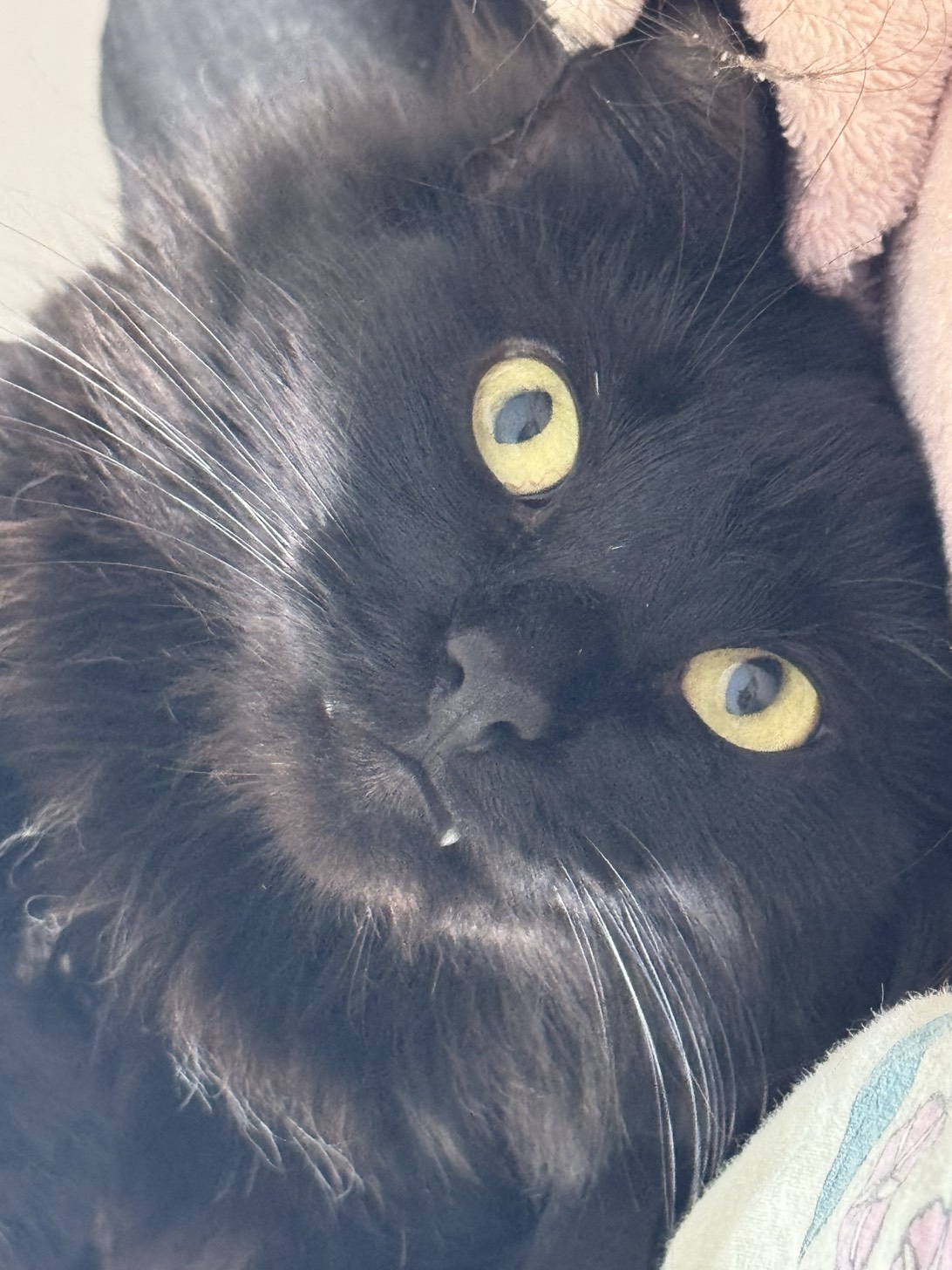 Fidget, a cat found on Chonk Finder