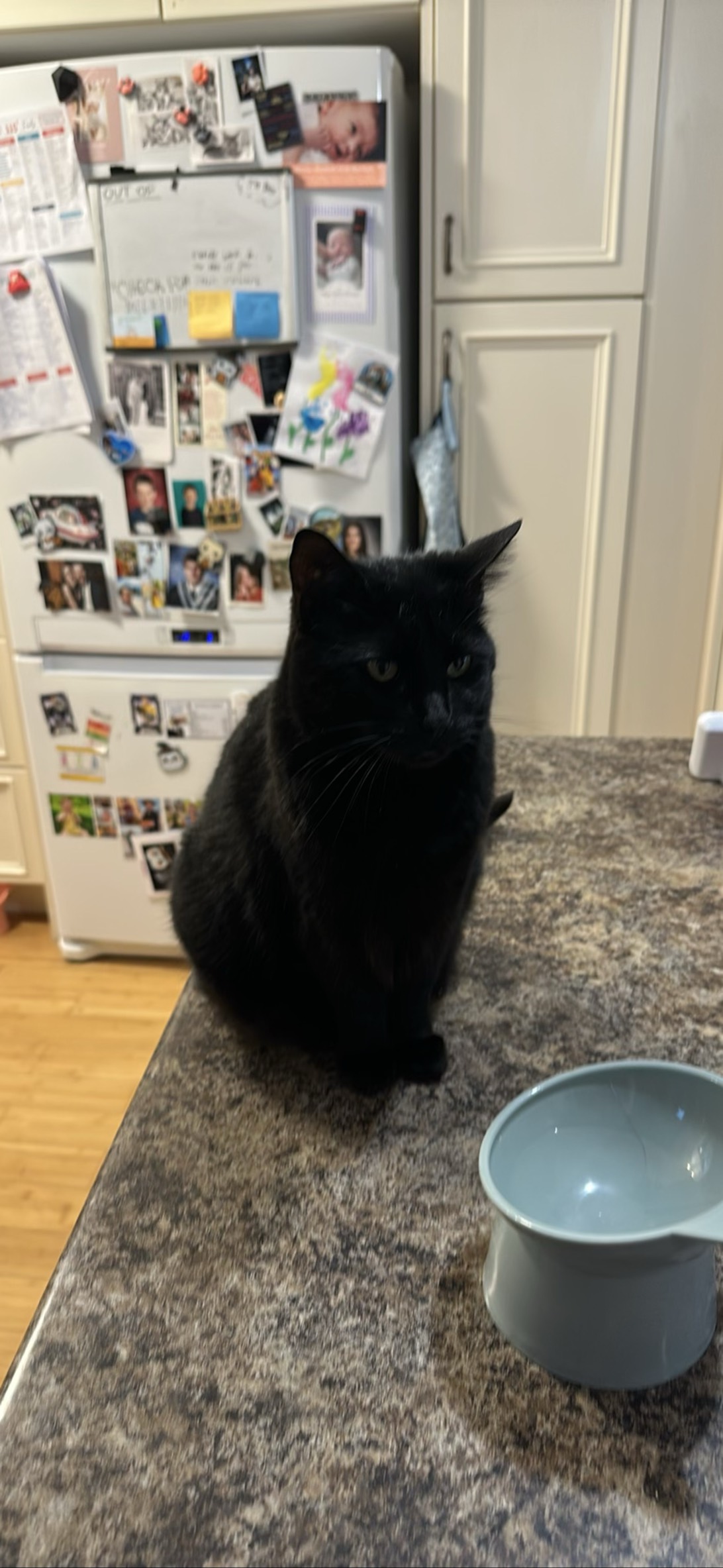 Stevie, a cat found on Chonk Finder