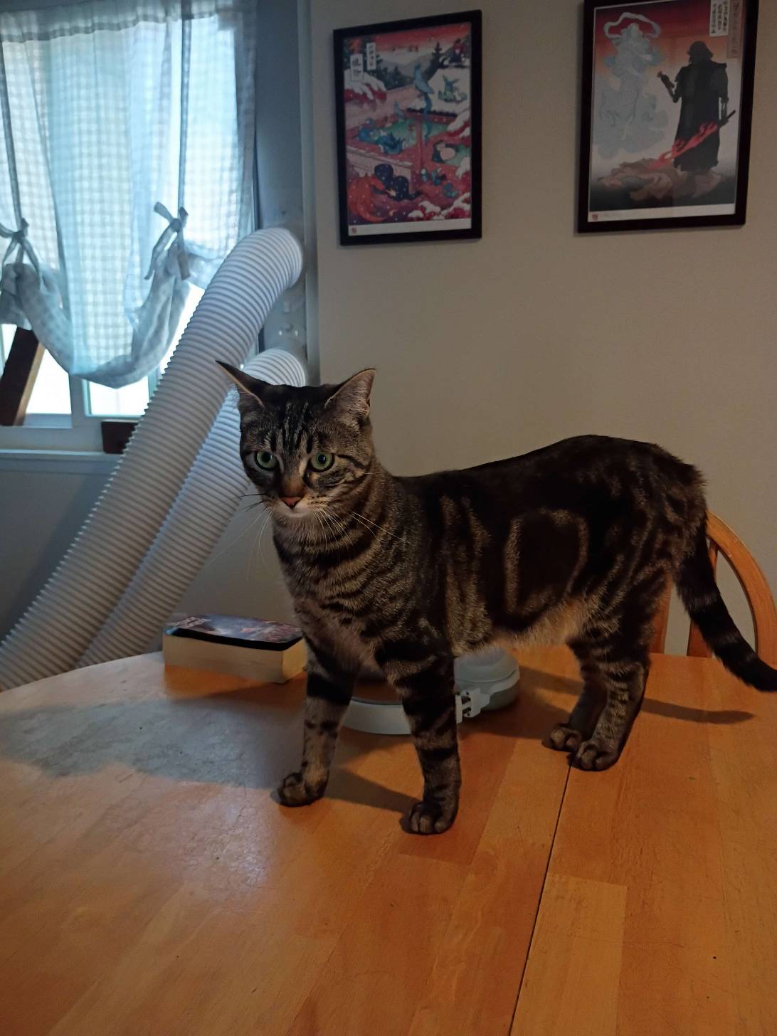 Ophelia, a cat found on Chonk Finder