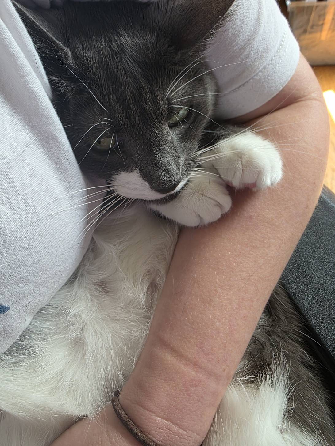 Warden, a cat found on Chonk Finder