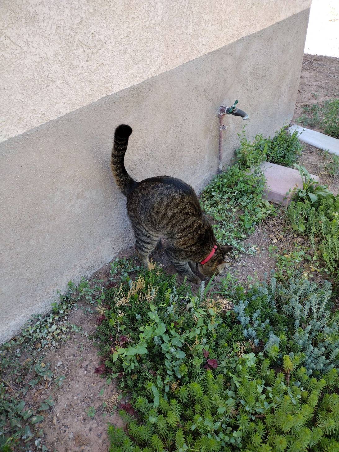 Maximouse, a cat found on Chonk Finder