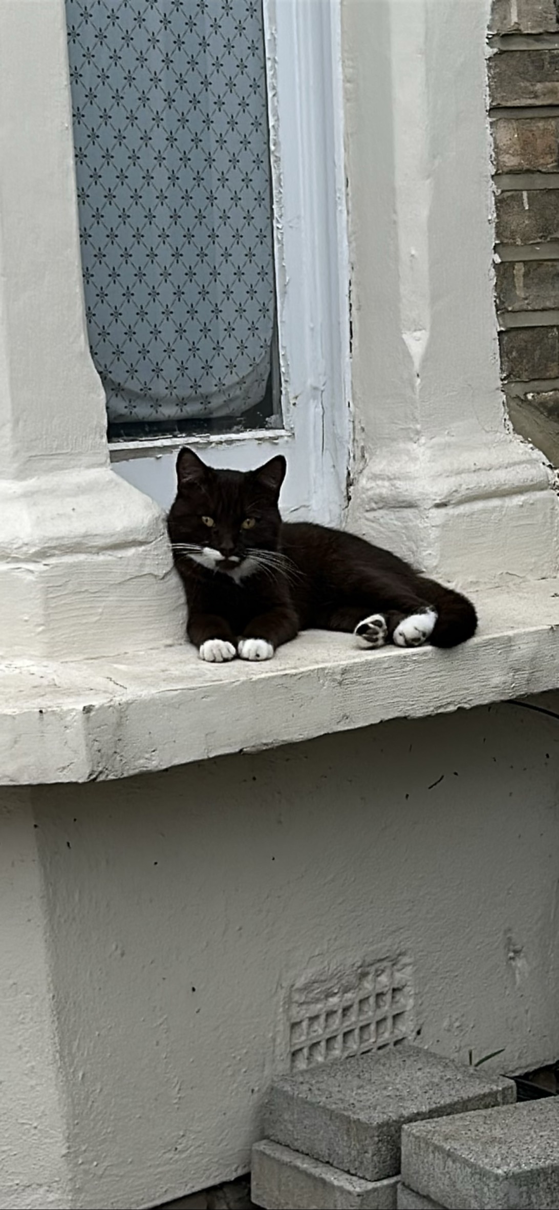 Cadbury, a cat found on Chonk Finder