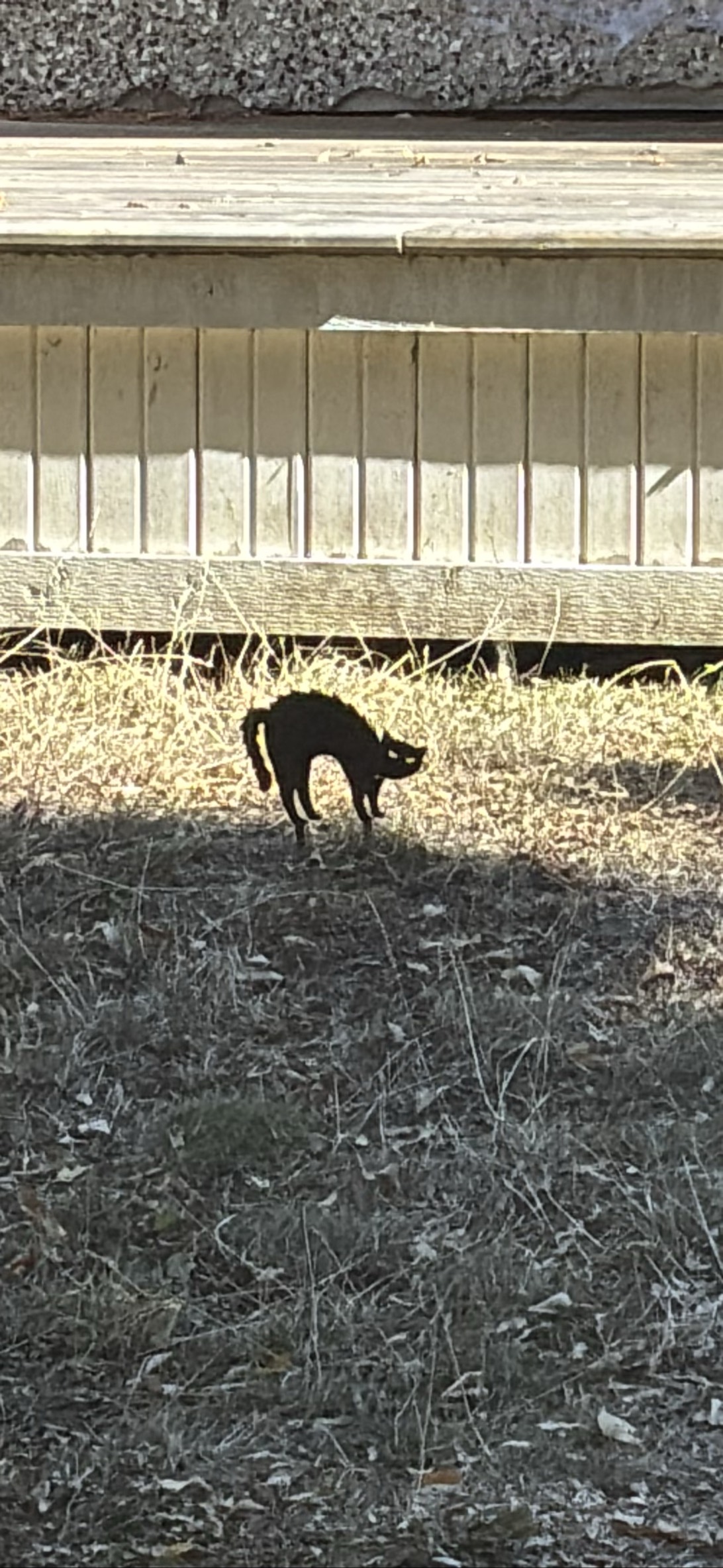 Bunaid, a cat found on Chonk Finder