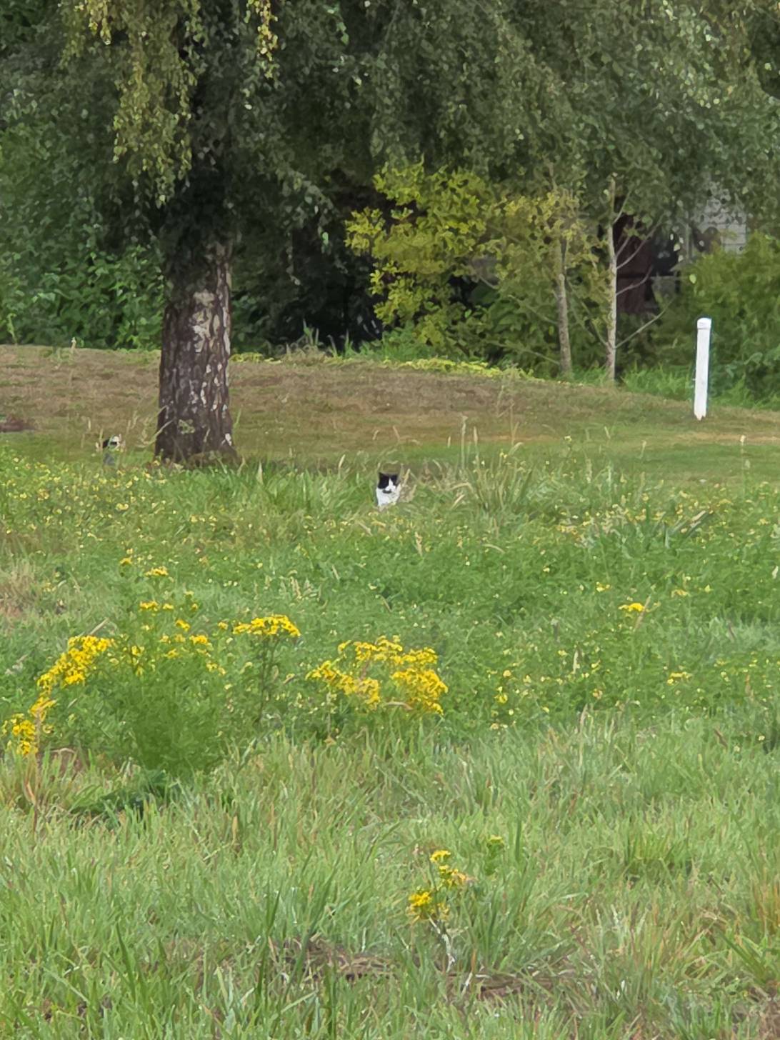 Clover, a cat found on Chonk Finder