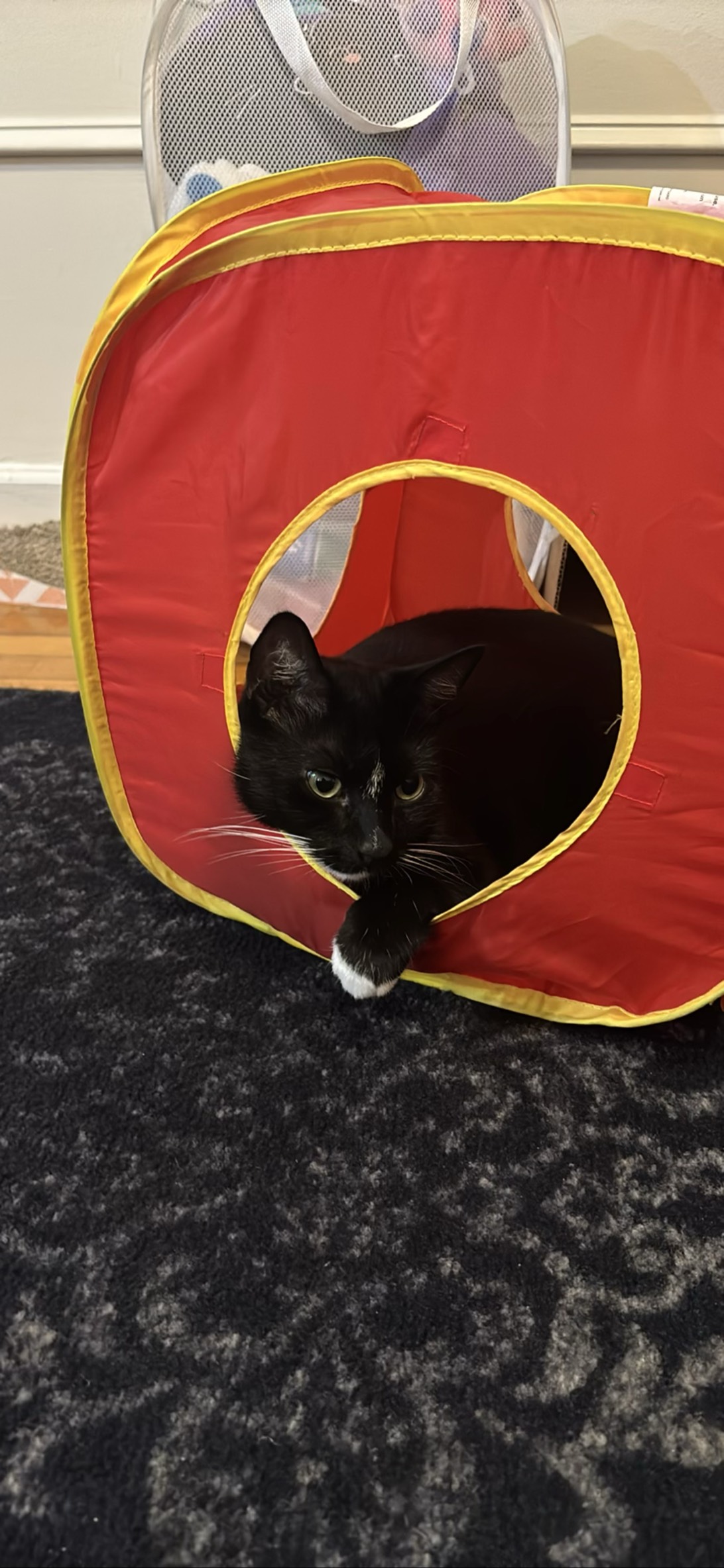 Roy, a cat found on Chonk Finder