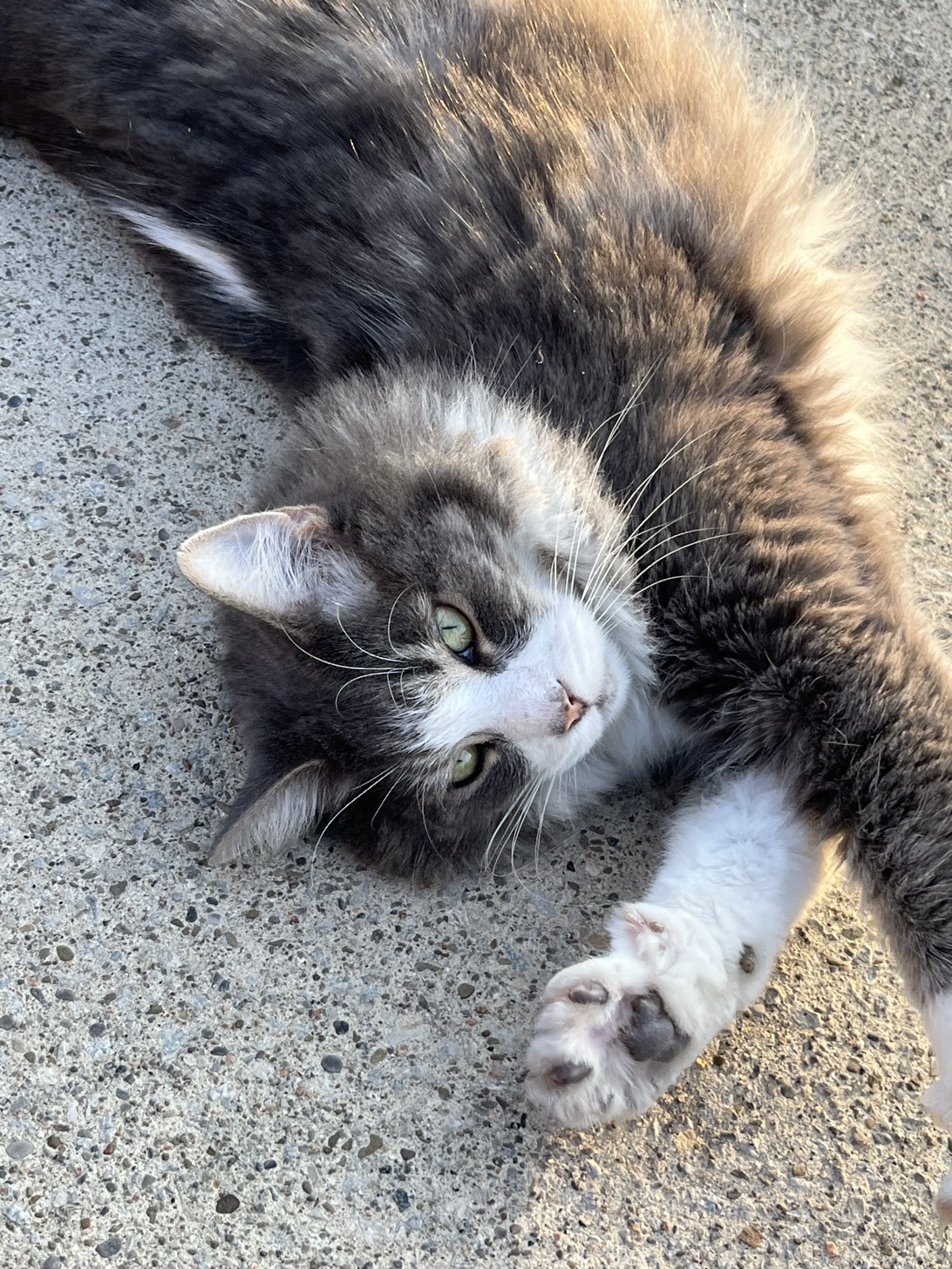 Chocolate, a cat found on Chonk Finder