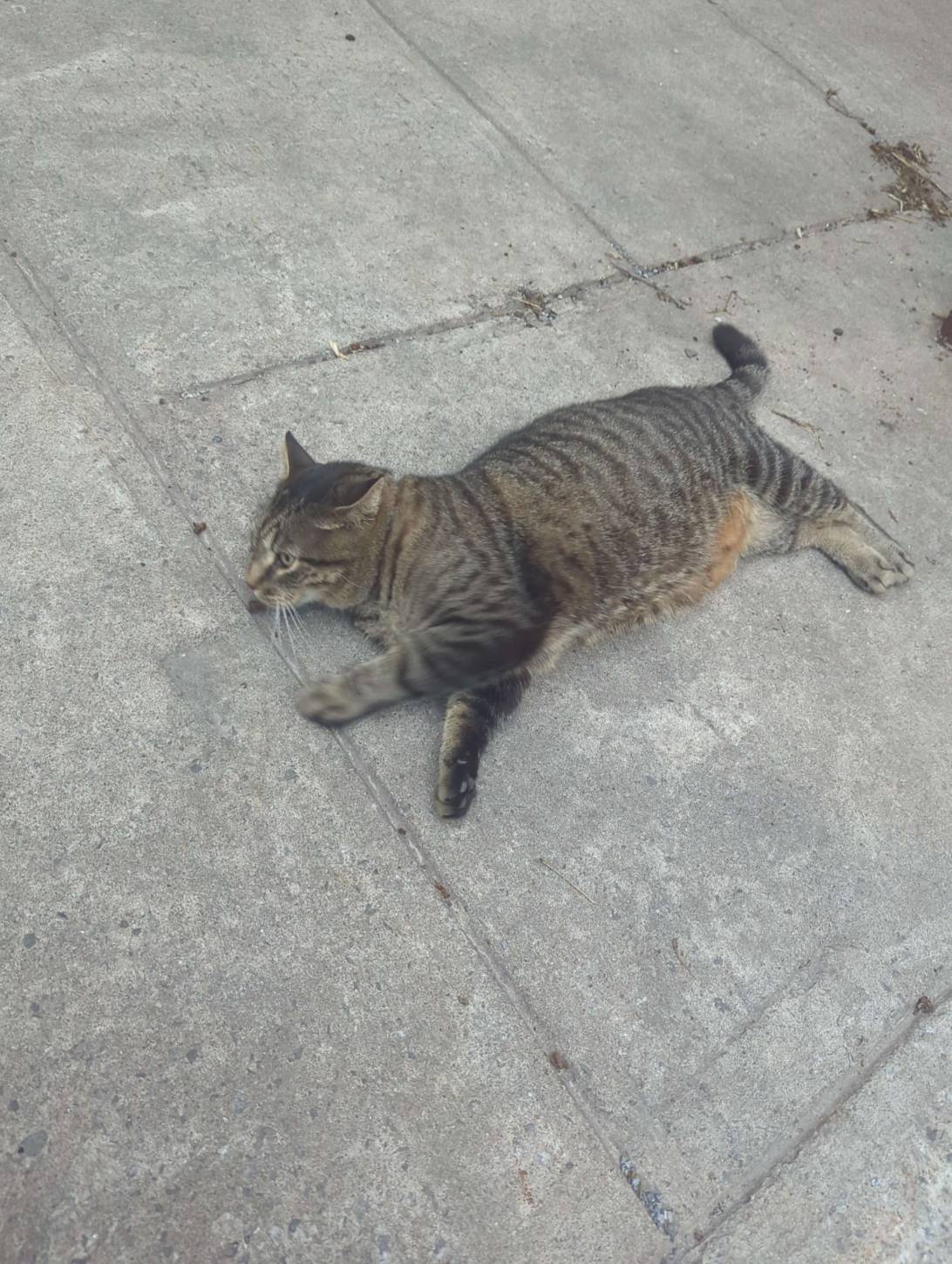 Bruiser, a cat found on Chonk Finder