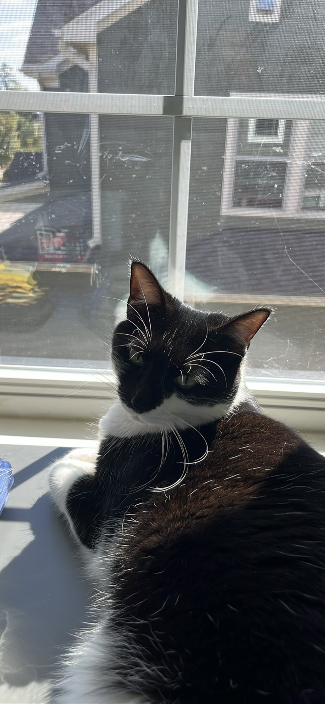 Piper, a cat found on Chonk Finder