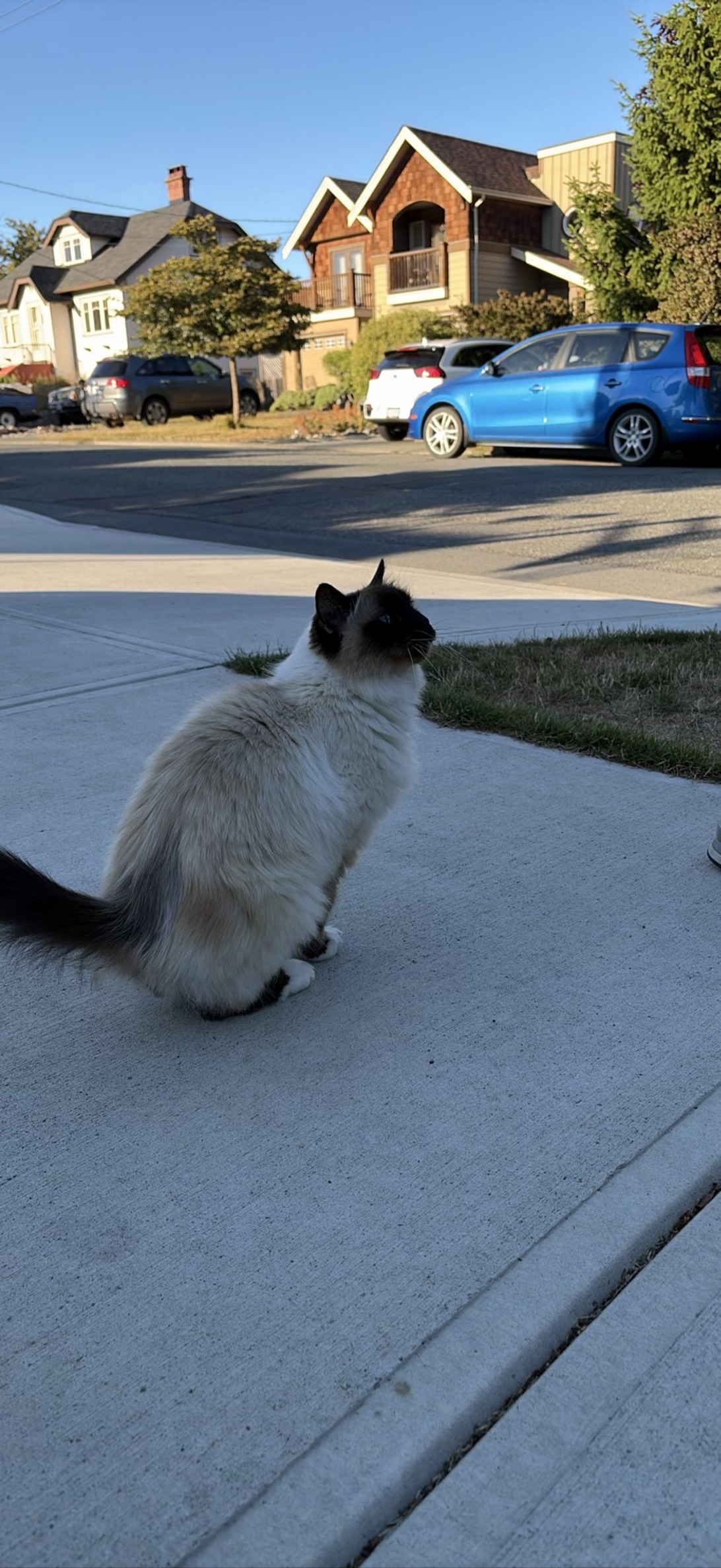 Midnight Fluff, a cat found on Chonk Finder