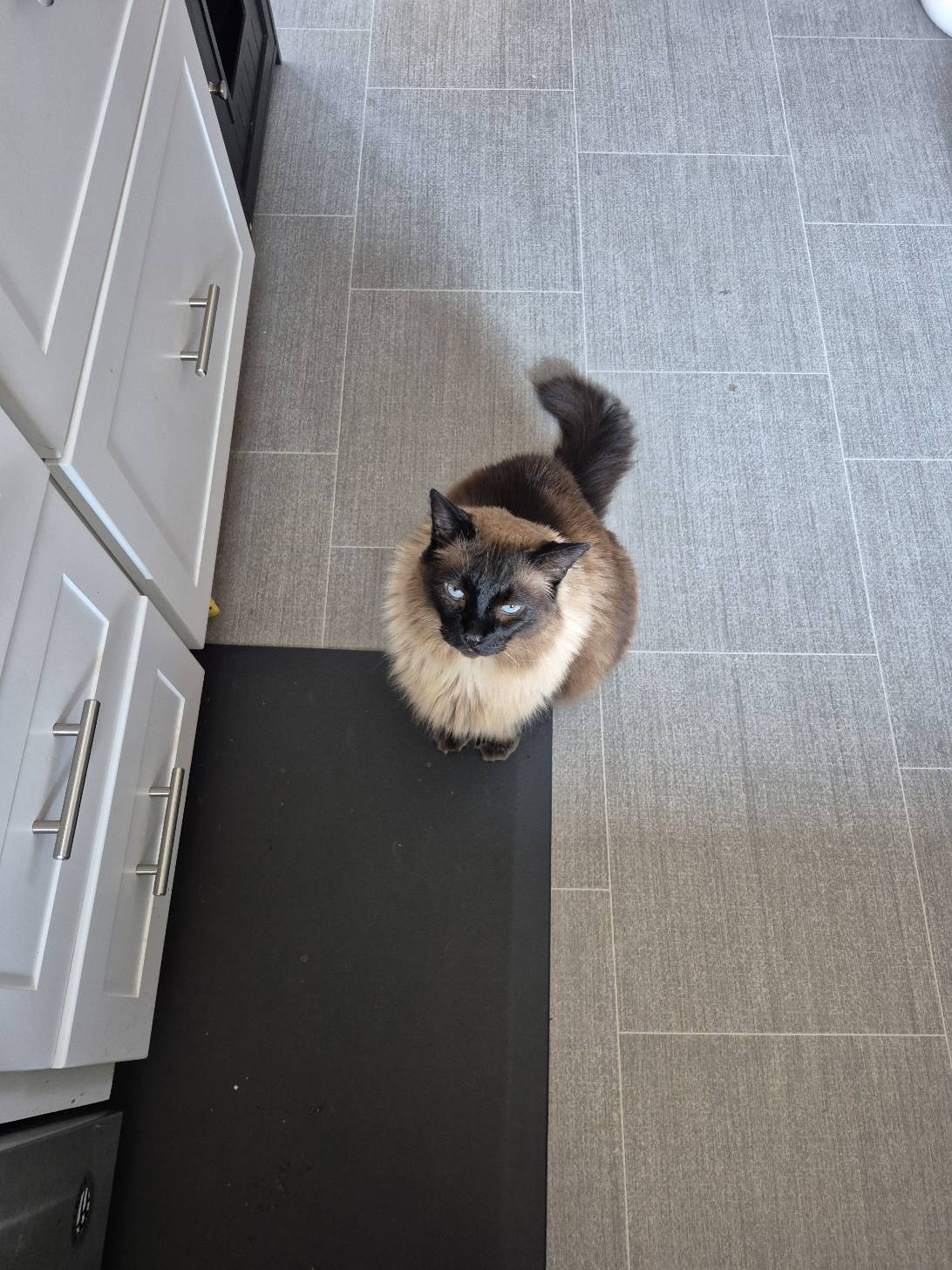 Hermes, a cat found on Chonk Finder