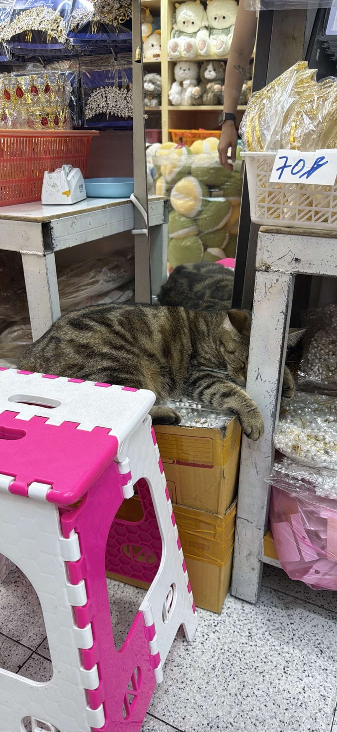 Bazaar, a cat found on Chonk Finder