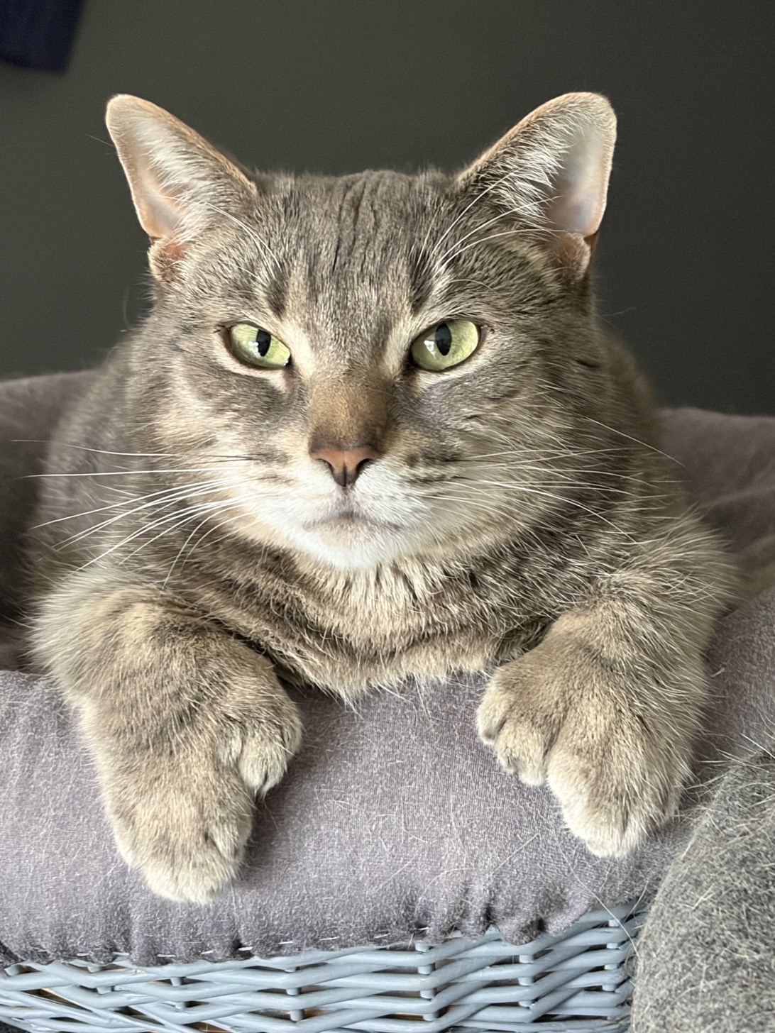 Marley, a cat found on Chonk Finder