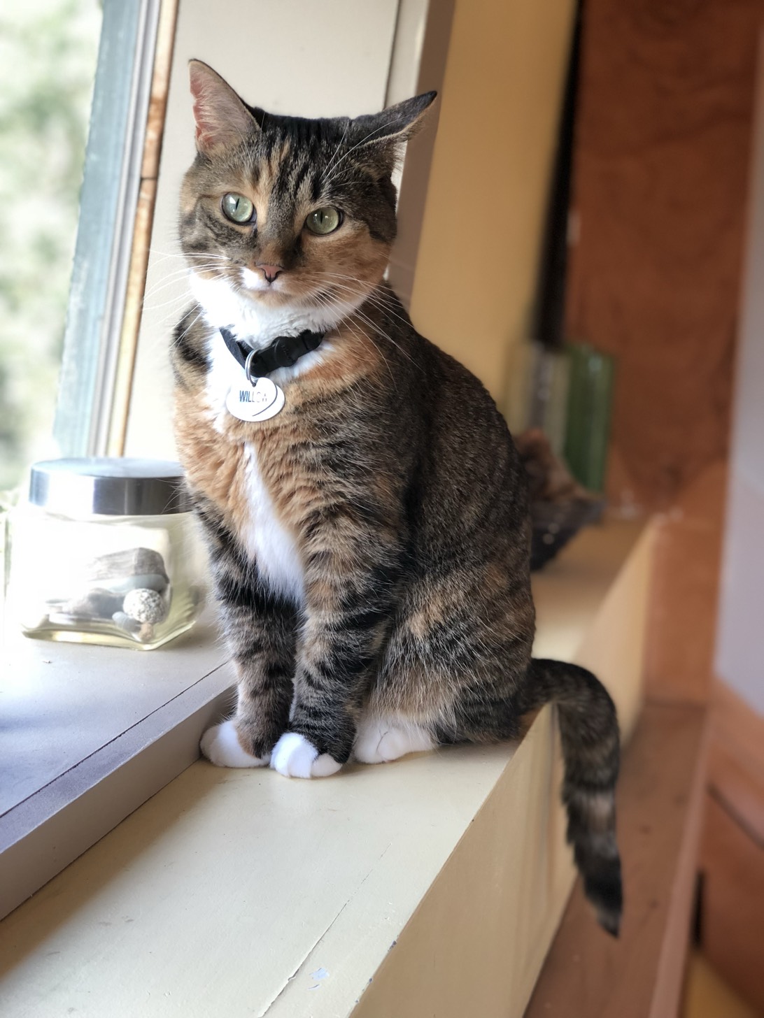 Willow (Beans), a cat found on Chonk Finder