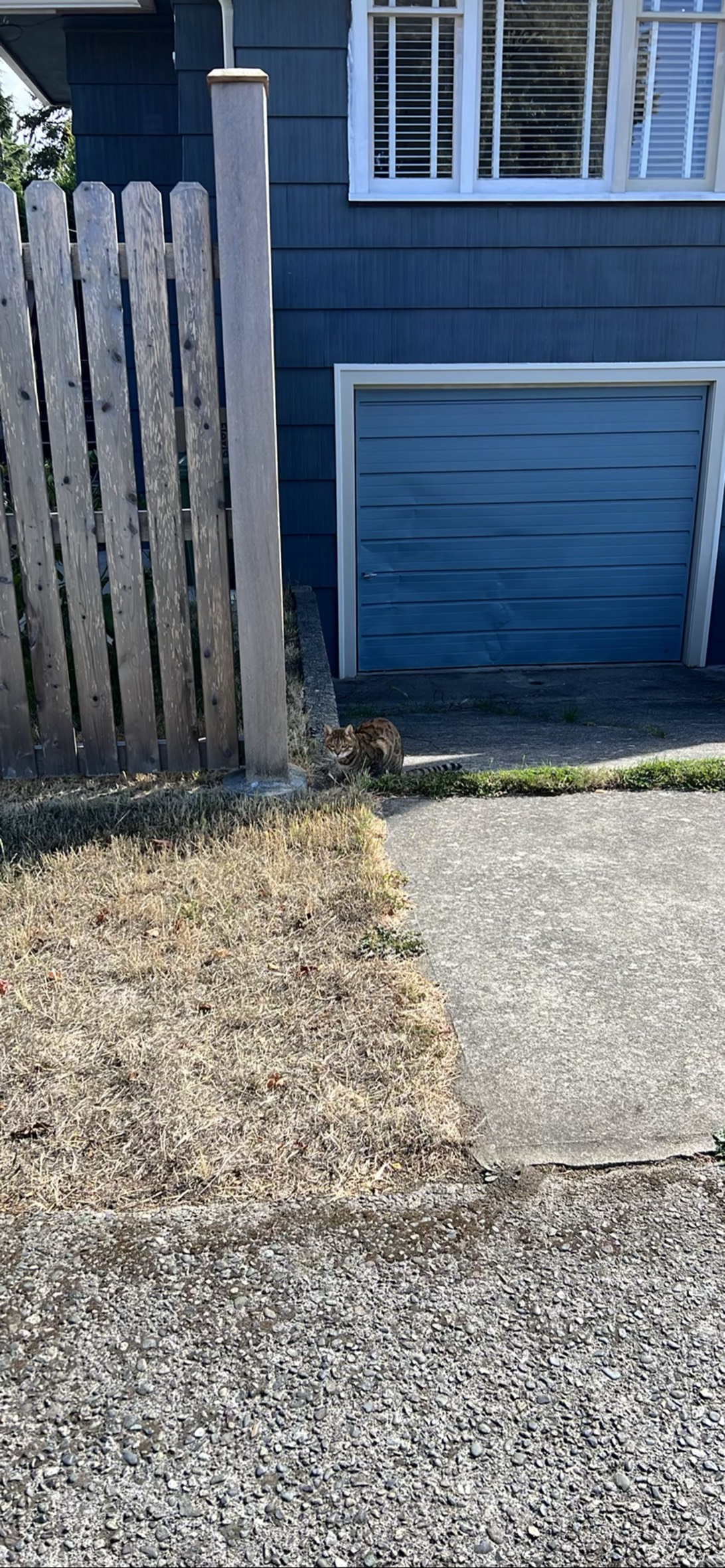 Scaredy, a cat found on Chonk Finder