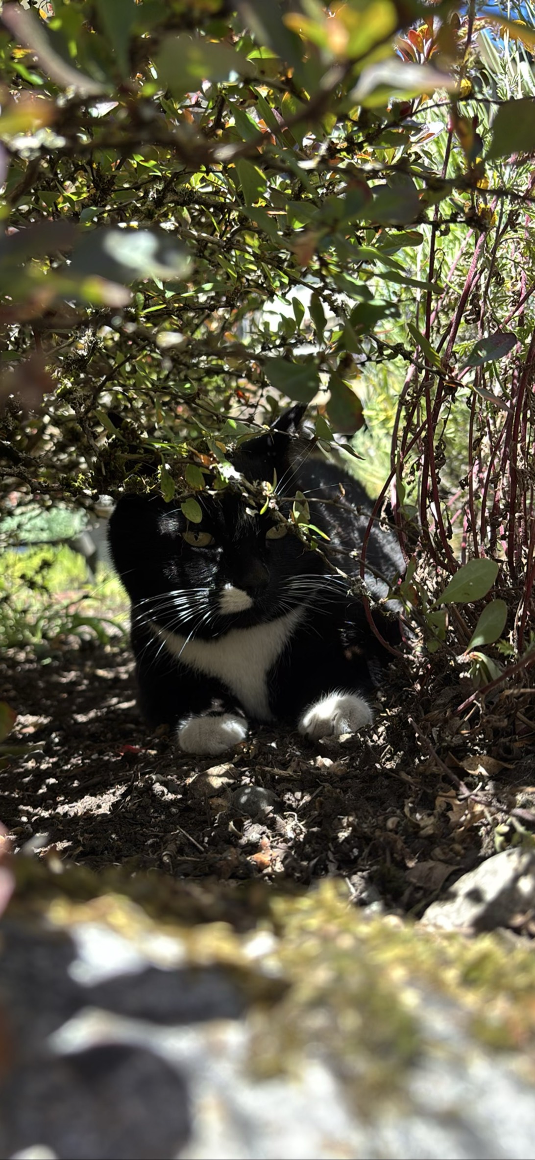 Bramble, a cat found on Chonk Finder