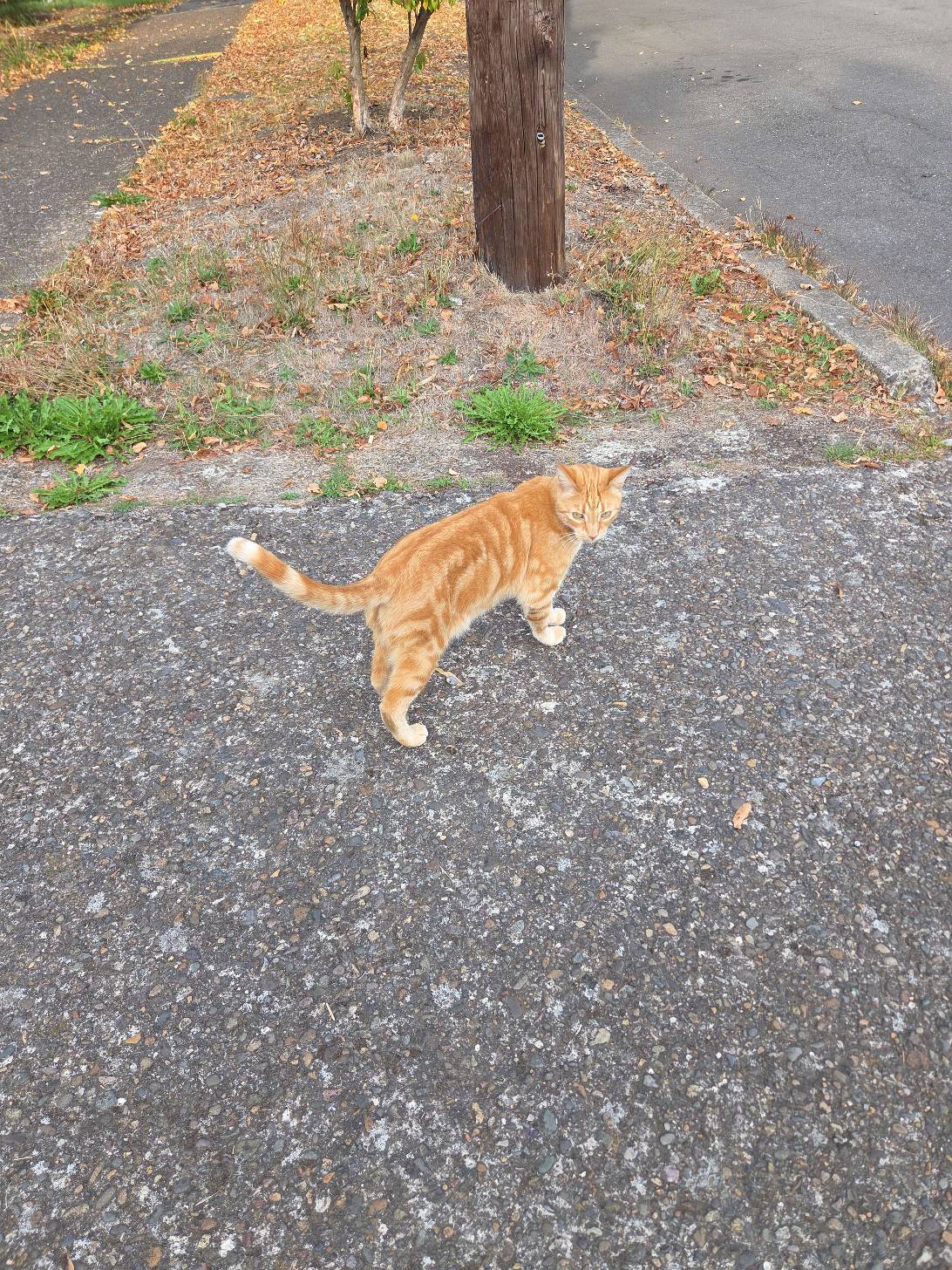 Ginger, a cat found on Chonk Finder
