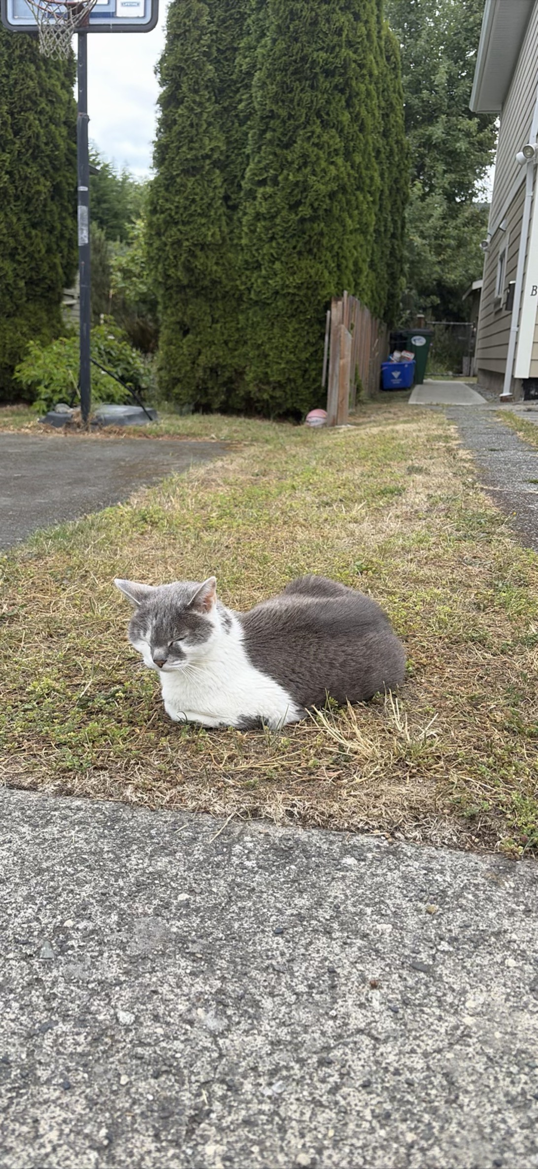 Reginald, a cat found on Chonk Finder