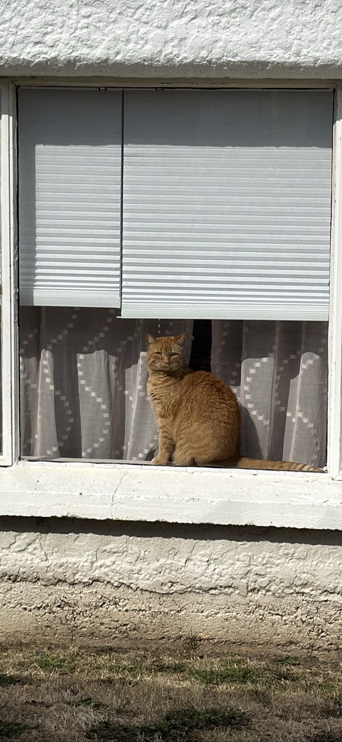 Sal, a cat found on Chonk Finder