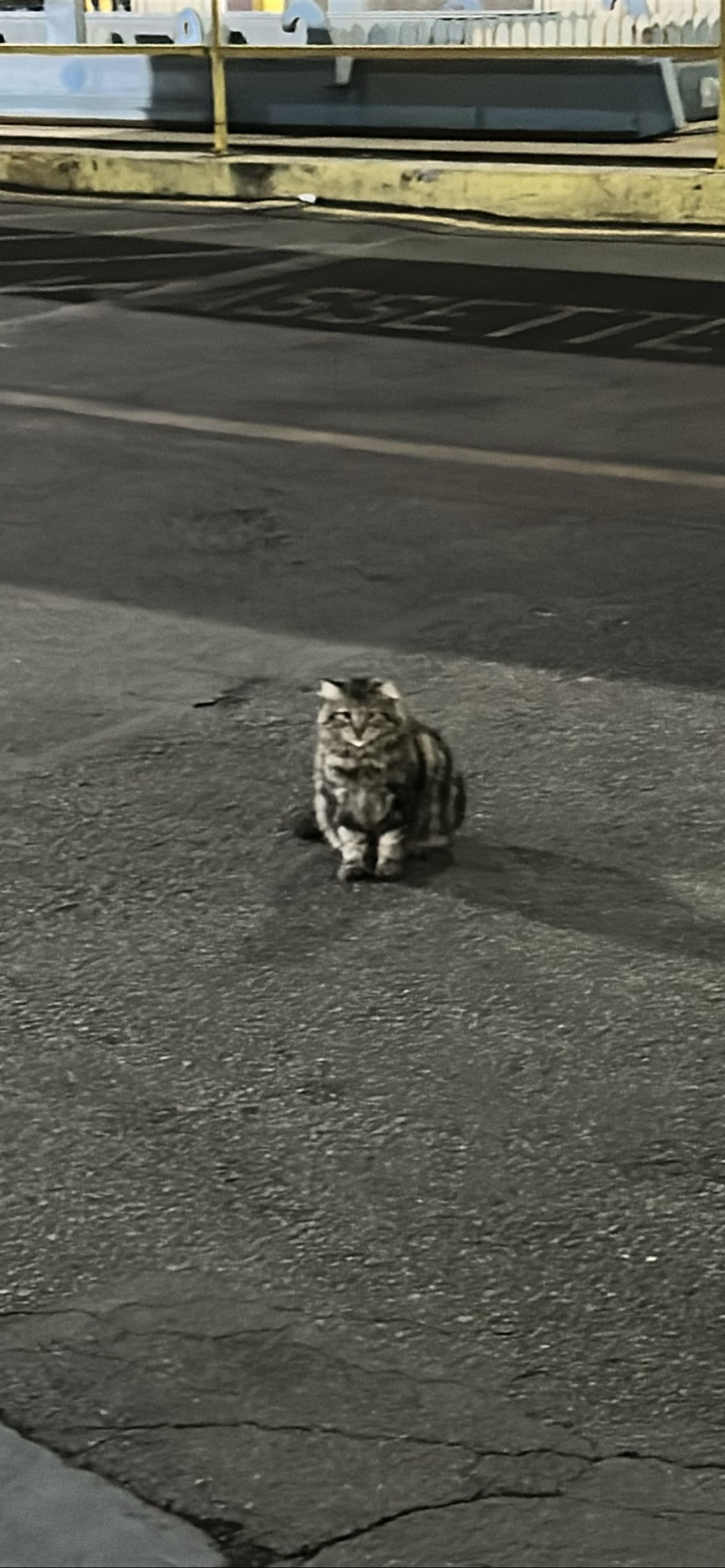 Big chungus, a cat found on Chonk Finder