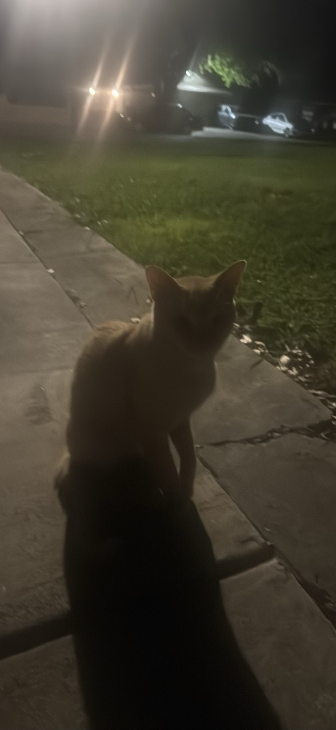 Limp-Righty, a cat found on Chonk Finder