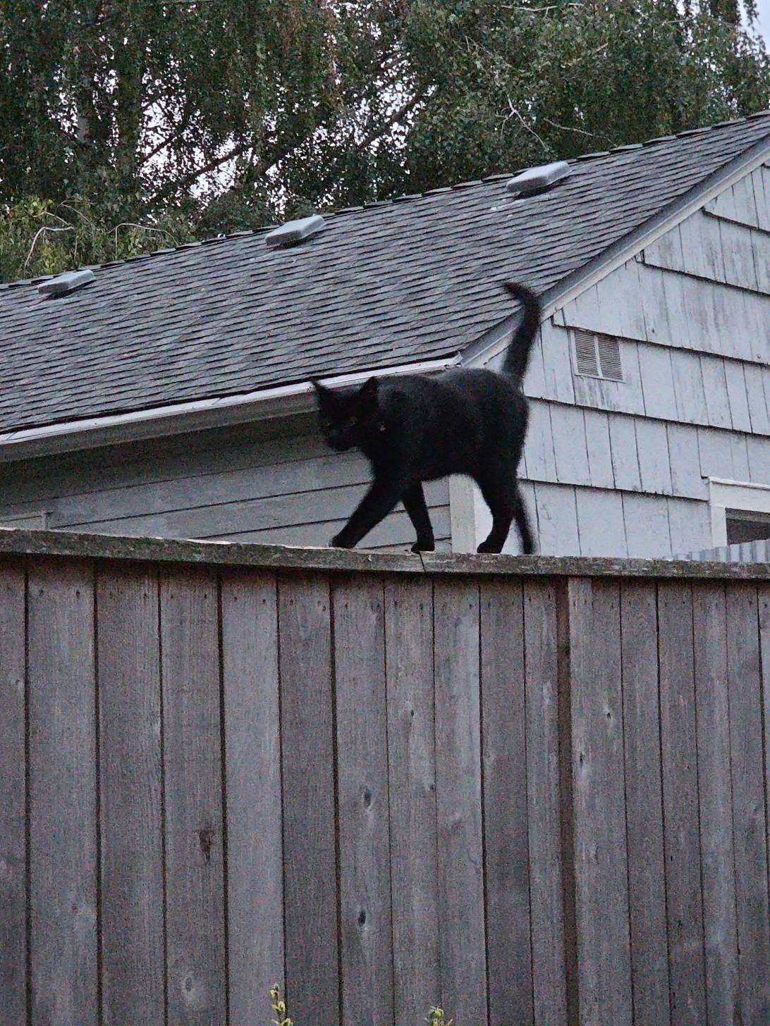 Rogue, a cat found on Chonk Finder