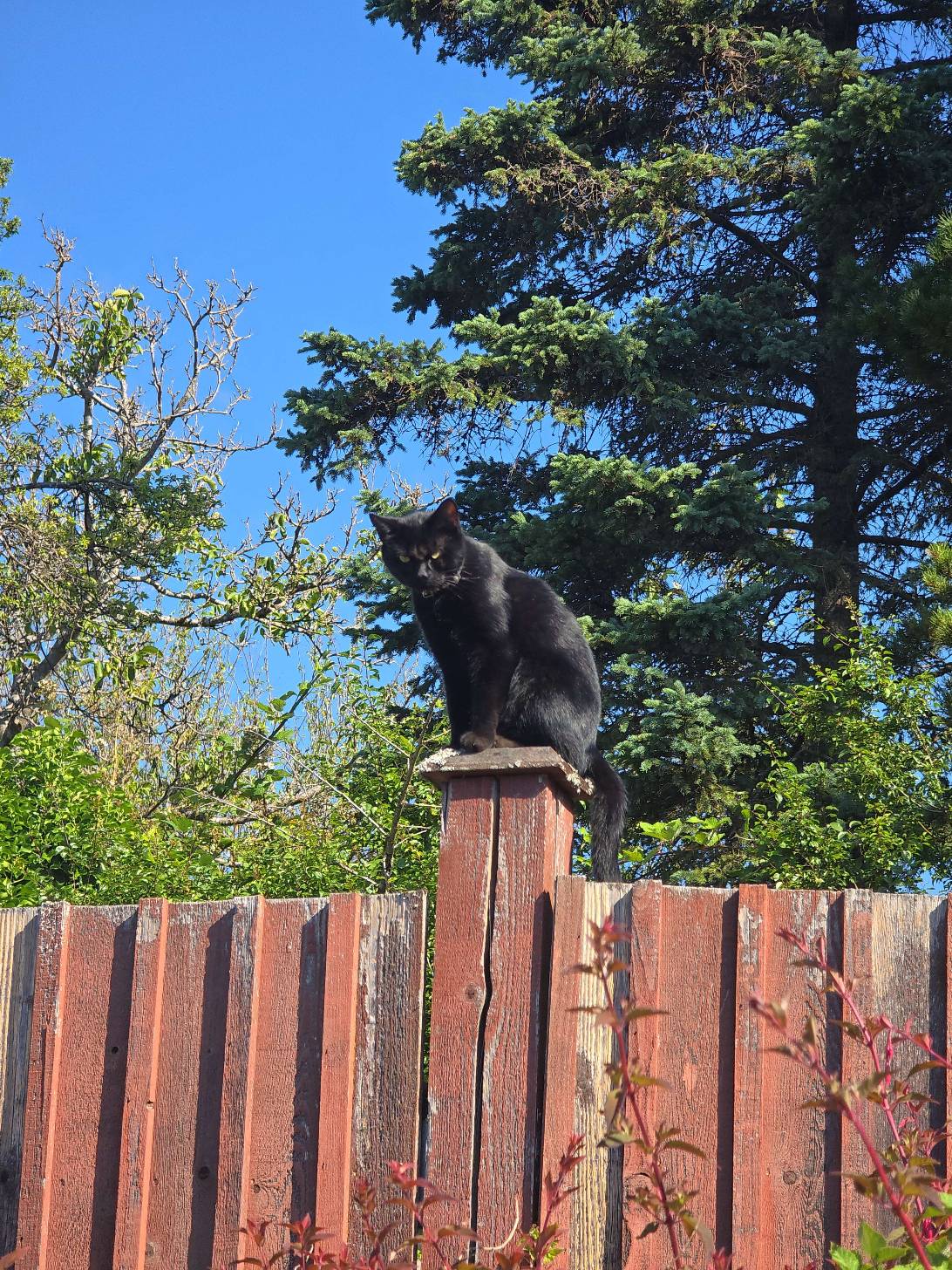 Shadow King, a cat found on Chonk Finder