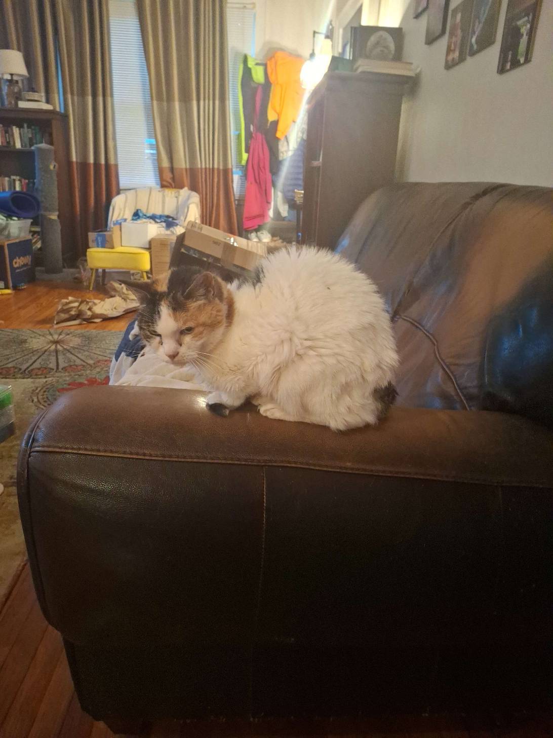 Furmosa, a cat found on Chonk Finder
