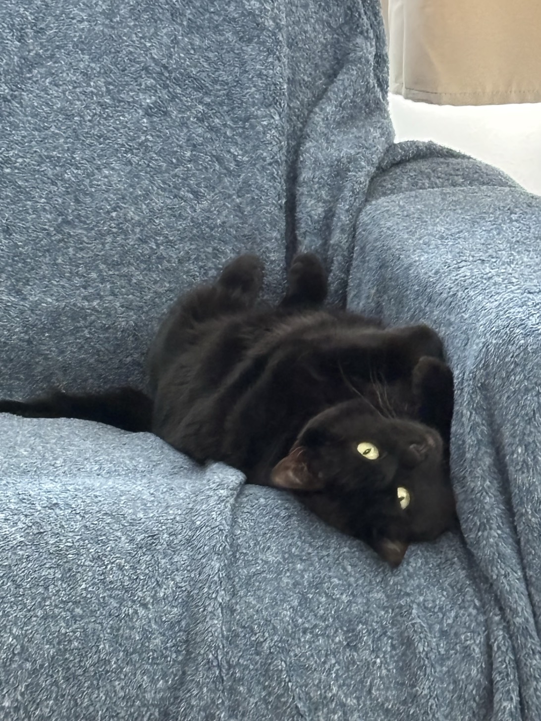 Twilight, a cat found on Chonk Finder