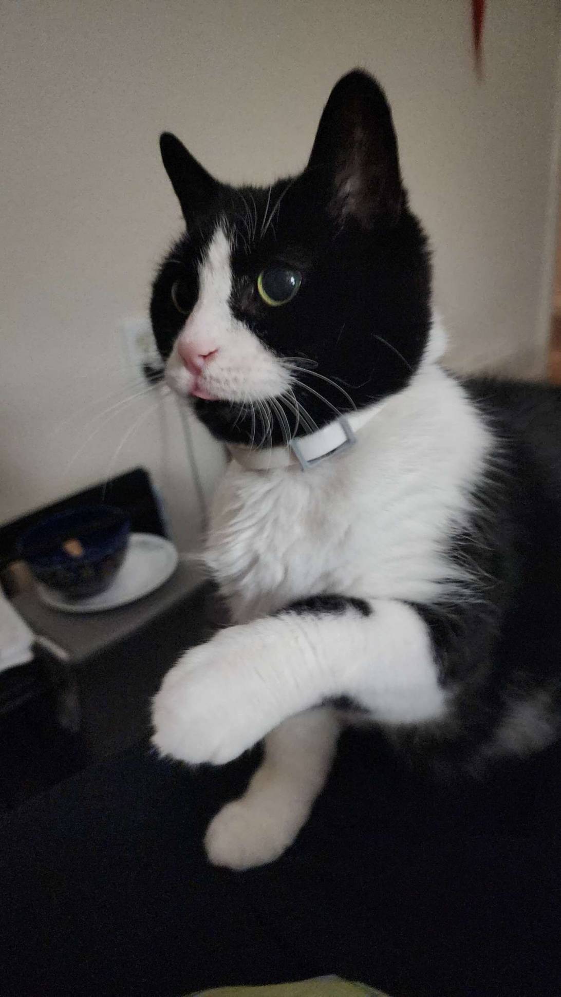 Captain, a cat found on Chonk Finder